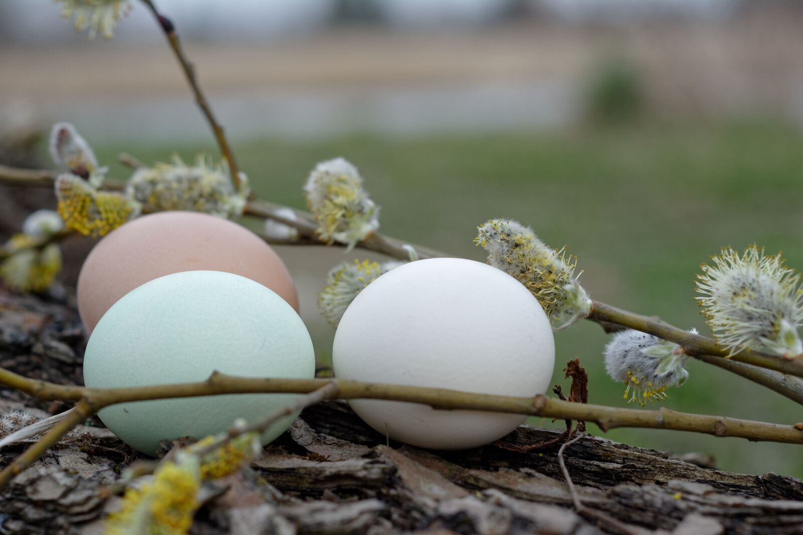 Nikon D5200 sample photo. Easter, easter eggs, eggs photography
