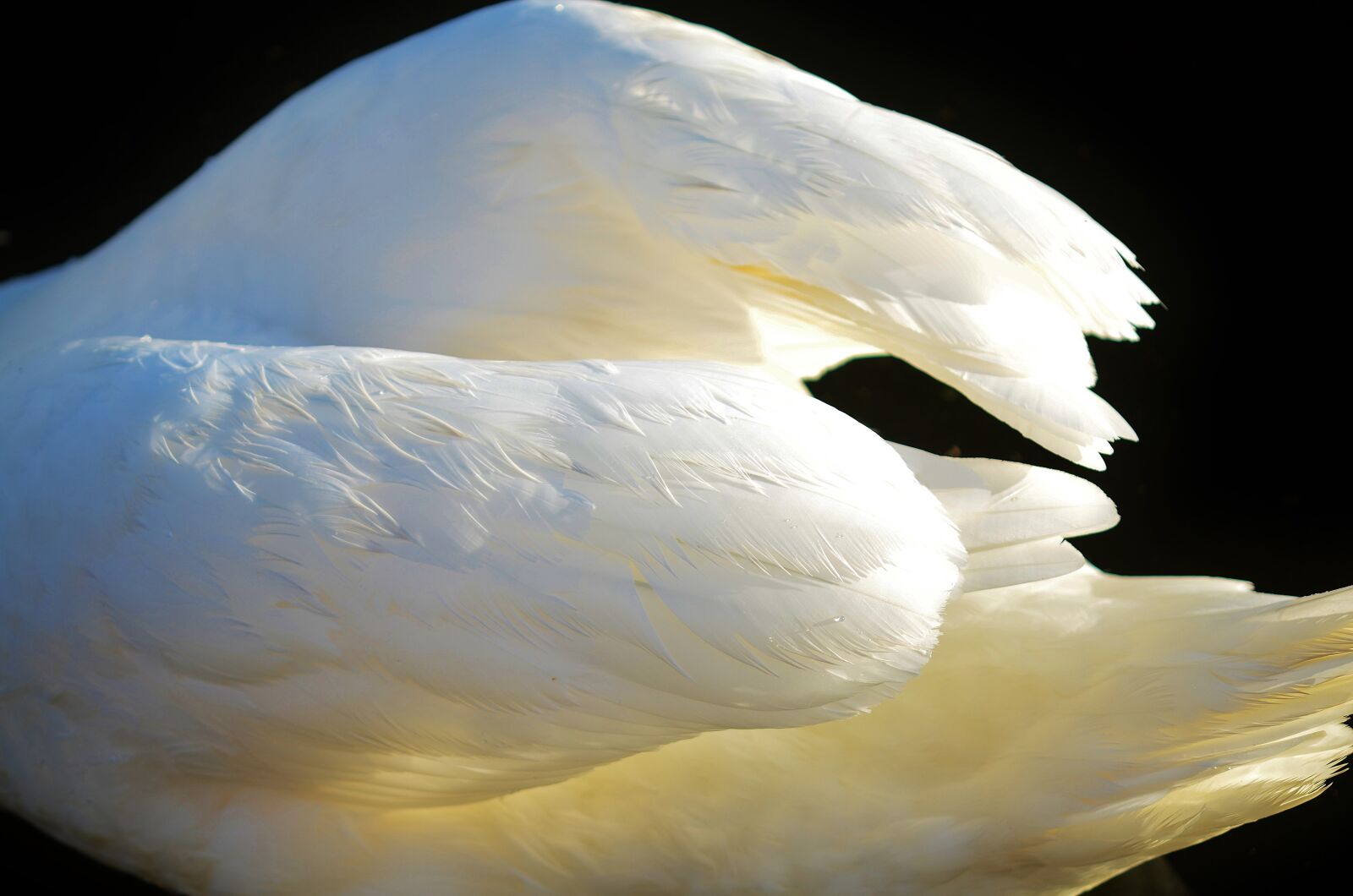 Nikon D7000 sample photo. Wing, animal, bird photography
