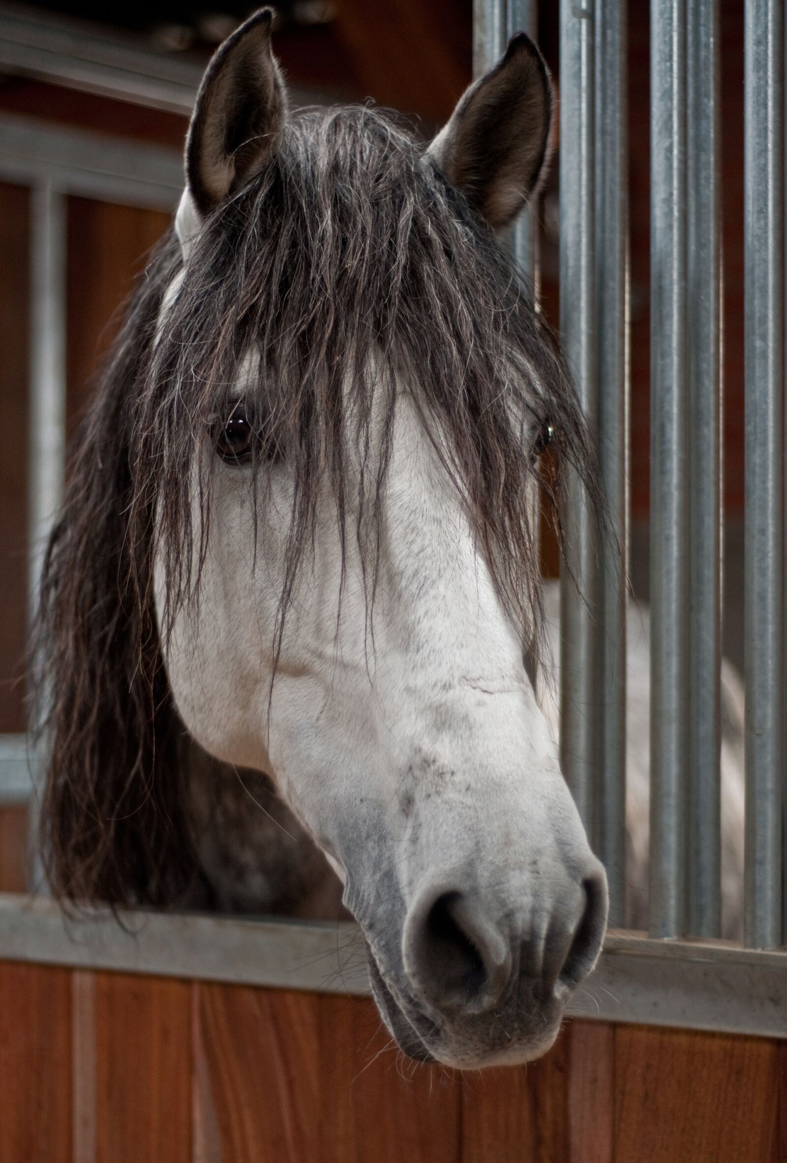 Nikon D300 sample photo. Horse, head, grey photography