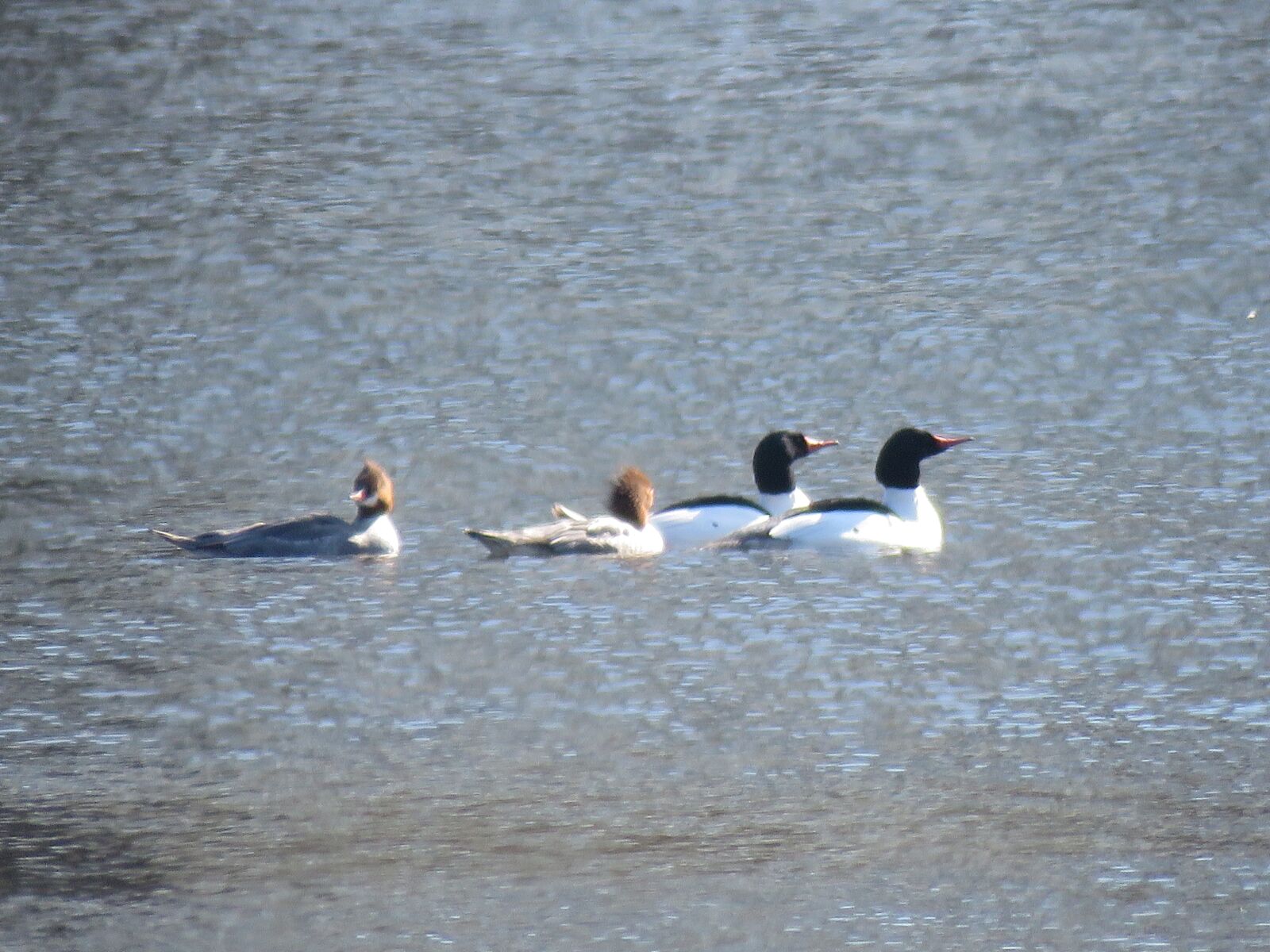 Canon PowerShot SX60 HS sample photo. Mergansers, birds, water photography