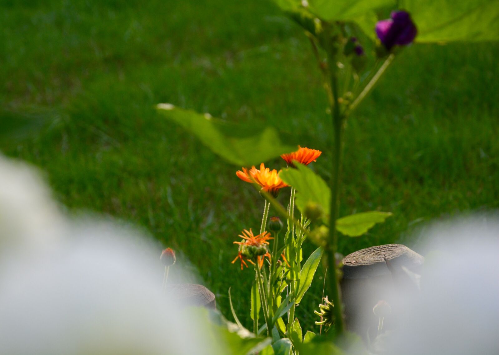 Nikon D5200 sample photo. Calendula, flower, petals photography