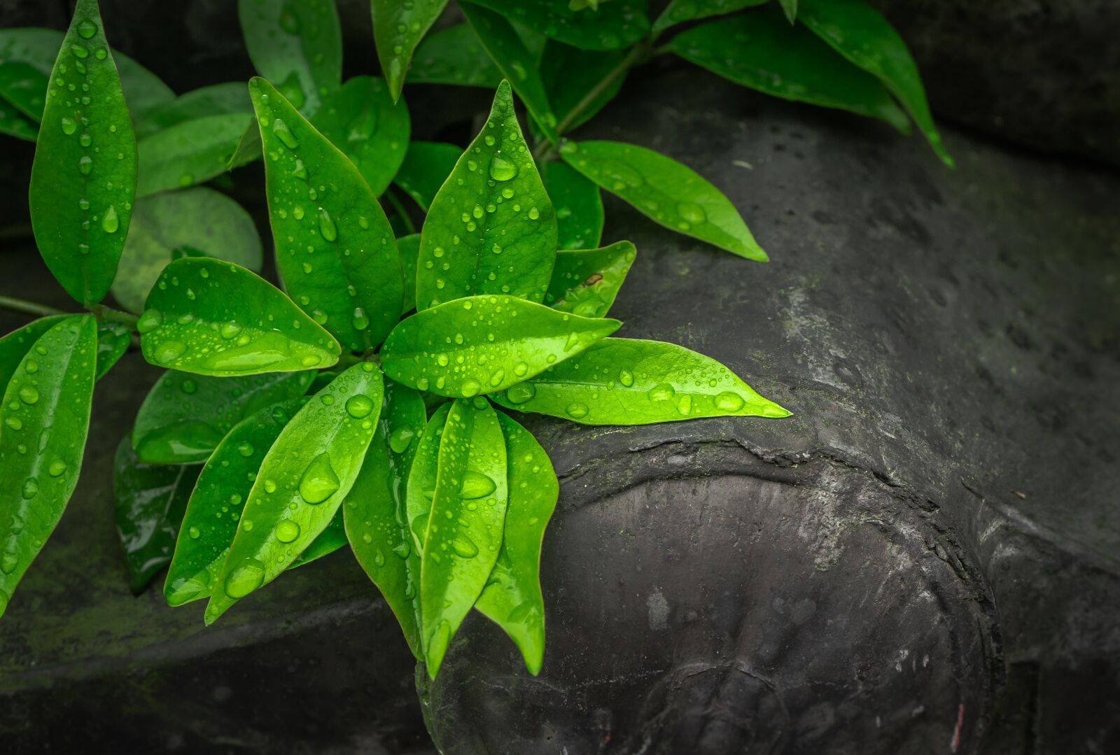 Sony a7 + Sony FE 28-70mm F3.5-5.6 OSS sample photo. The leaves, plants, hwalyeob photography