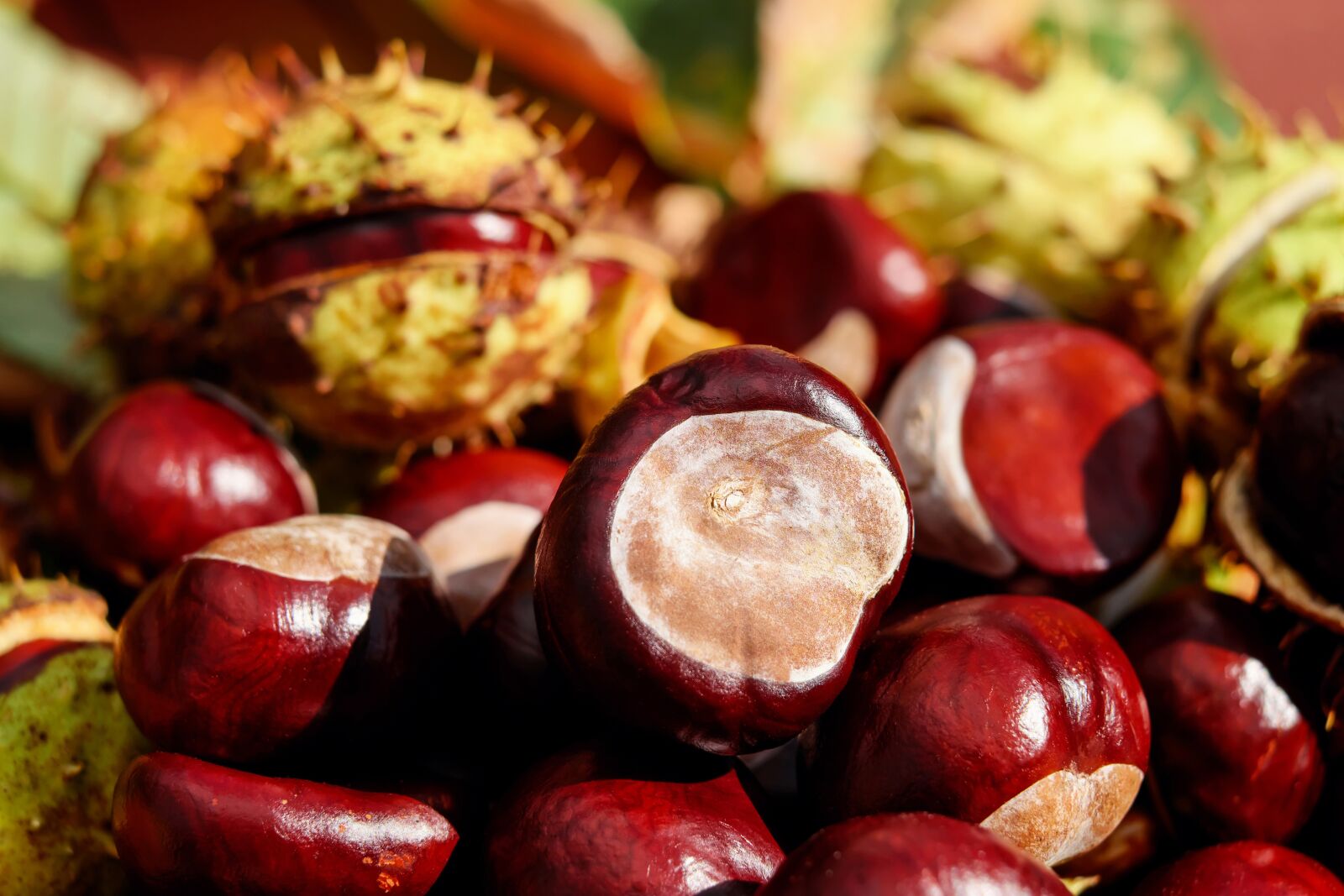 Fujifilm X-T10 + Fujifilm XF 35mm F1.4 R sample photo. Chestnut, ordinary rosskastanie, fruit photography
