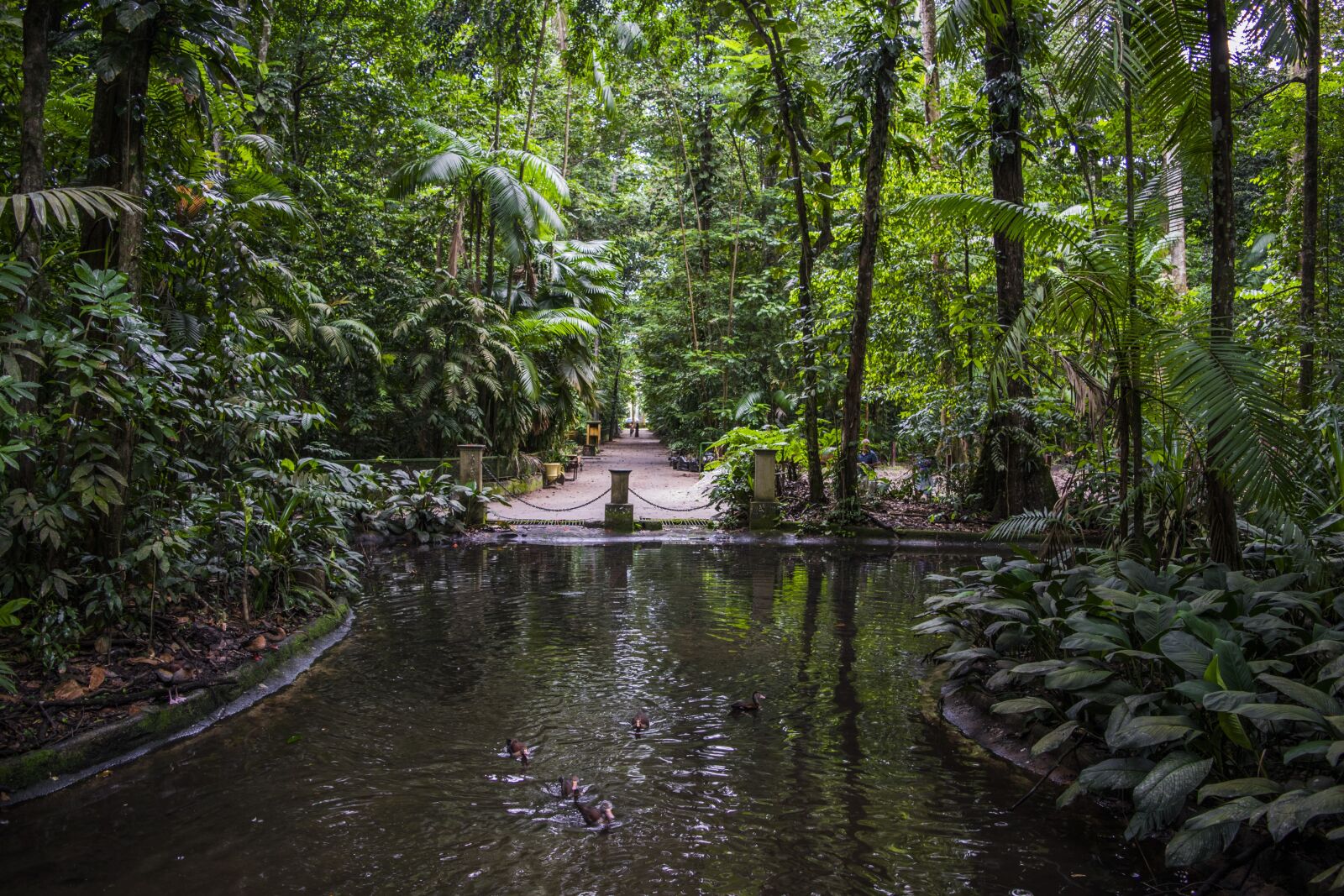 Nikon D5300 sample photo. The bosque rodrigues alves photography