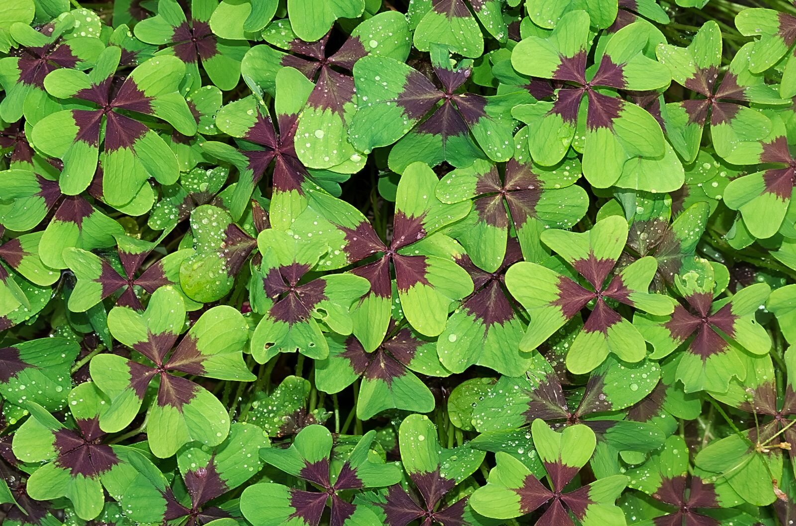 Nikon D3300 sample photo. Luck, klee, lucky clover photography