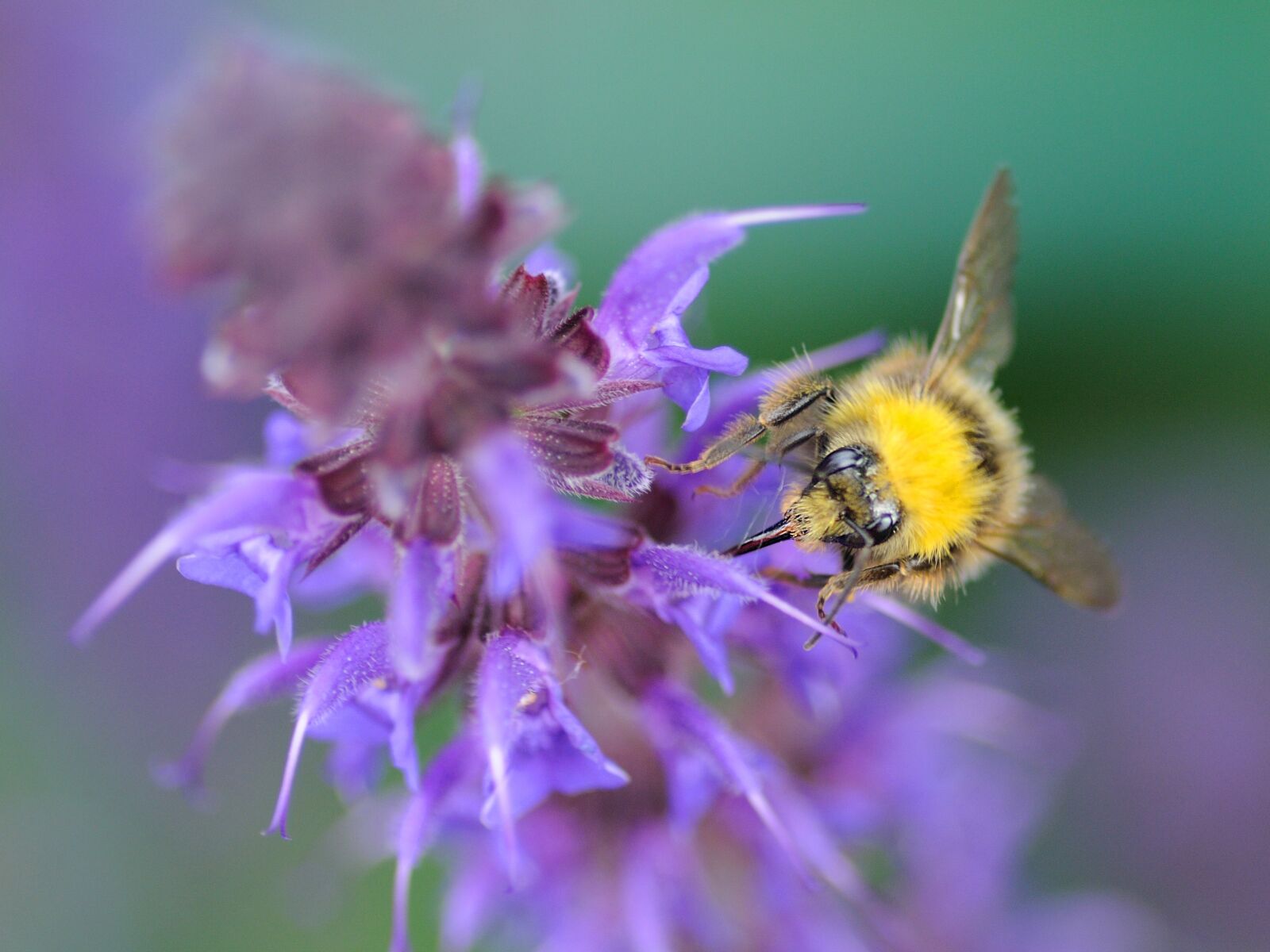 Nikon D300 sample photo. Bourdon, forage, macro photography