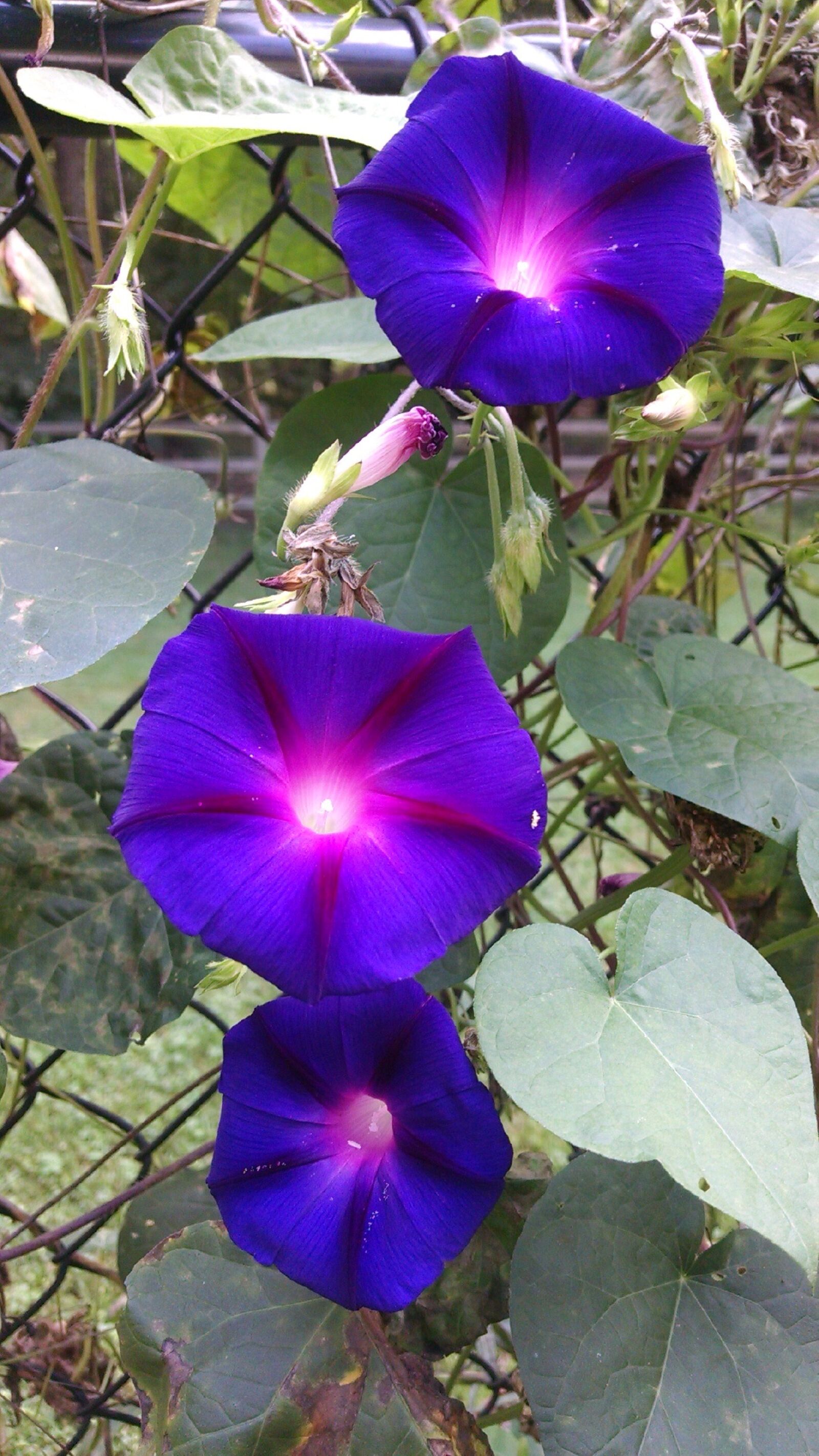 Motorola XT1080 sample photo. Morning glory, flowers, purple photography