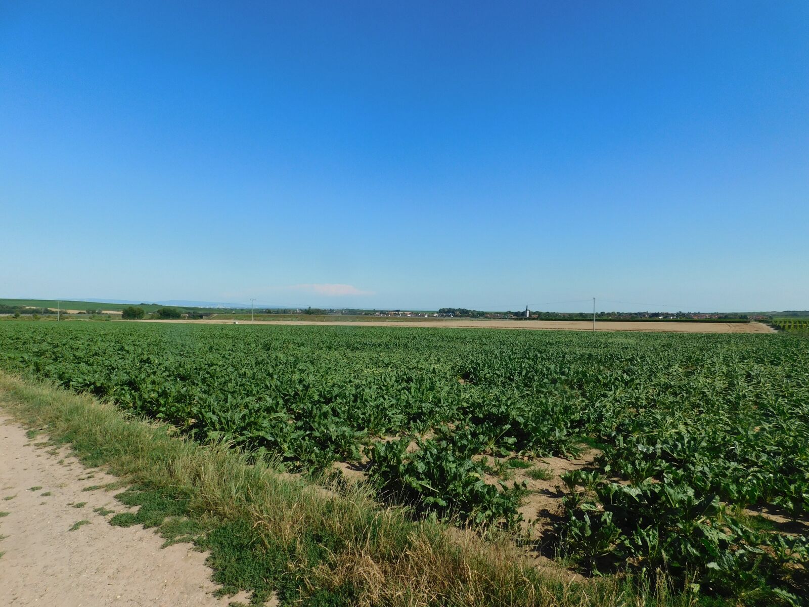 Nikon Coolpix B500 sample photo. Sugar beet, blue sky photography