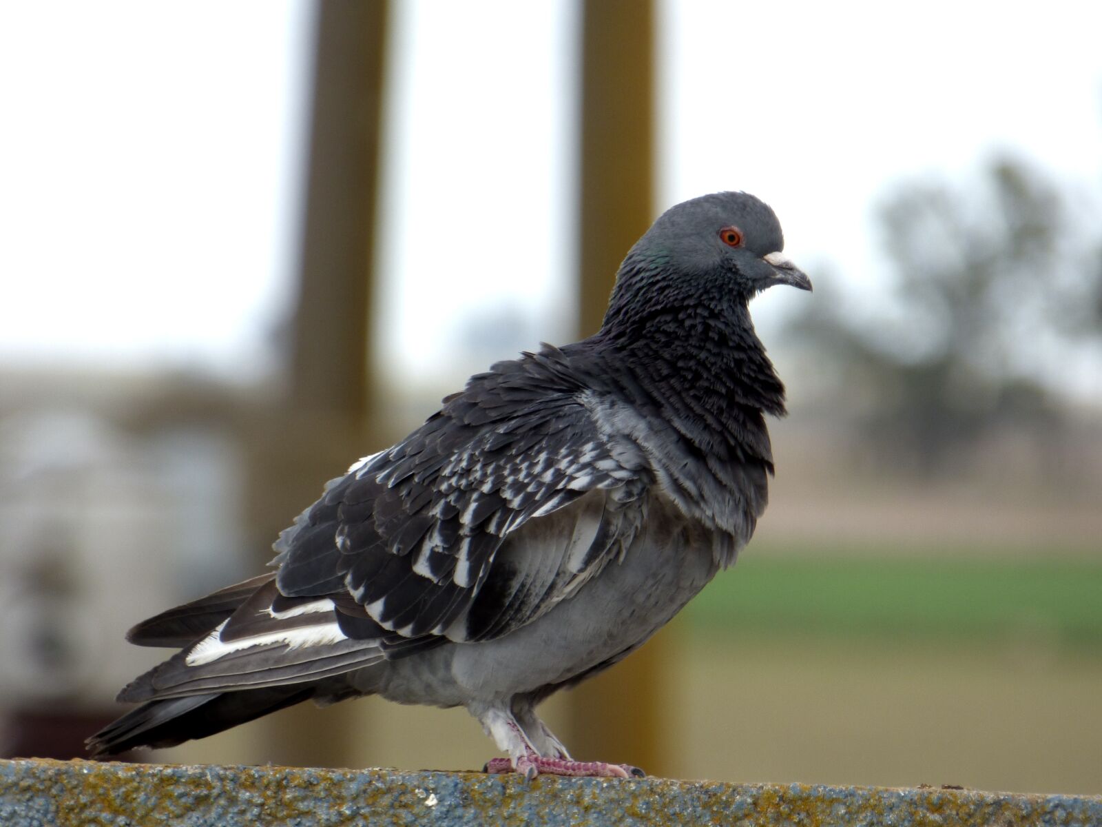 Panasonic Lumix DMC-FZ70 sample photo. Paloma, ave, bird photography