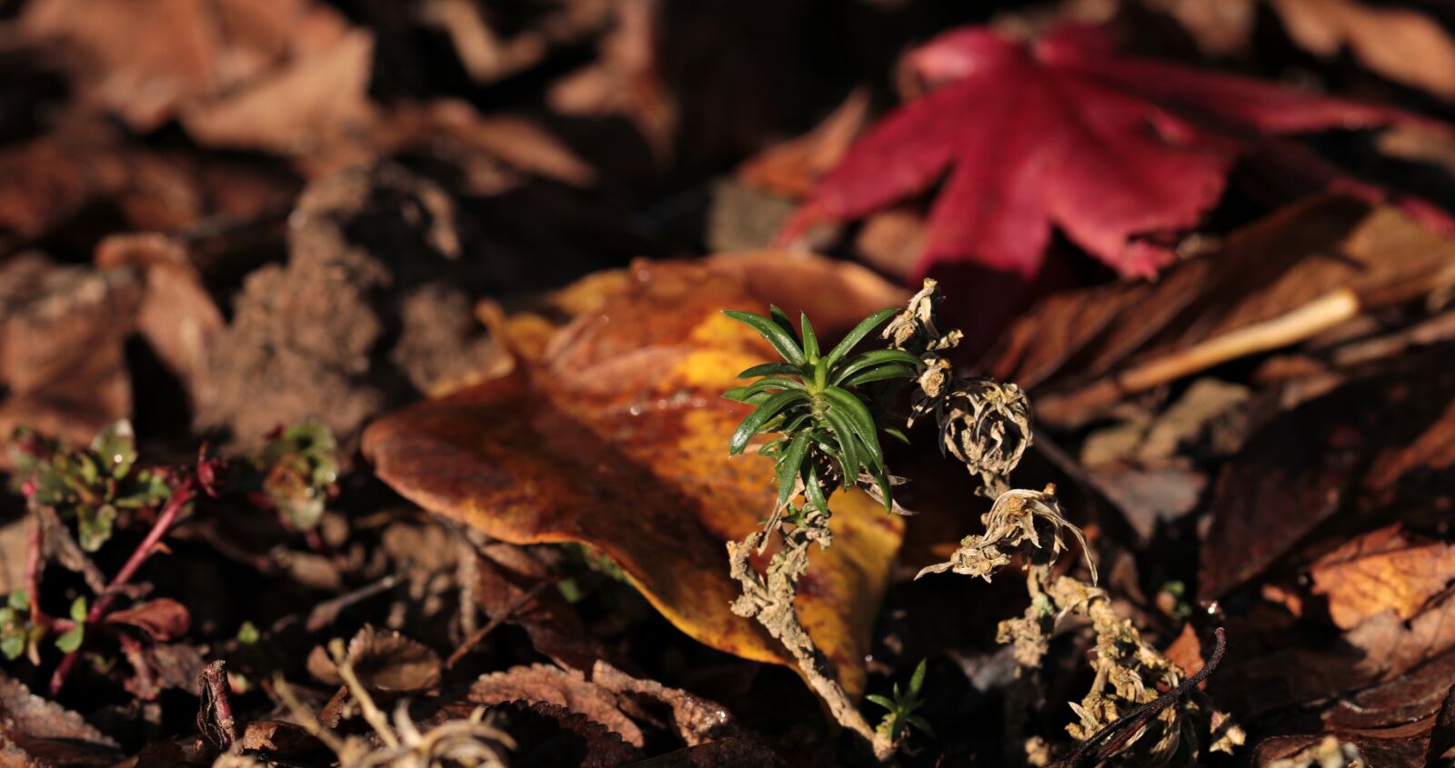 Canon EOS 80D sample photo. Leaves, red leaf, green photography