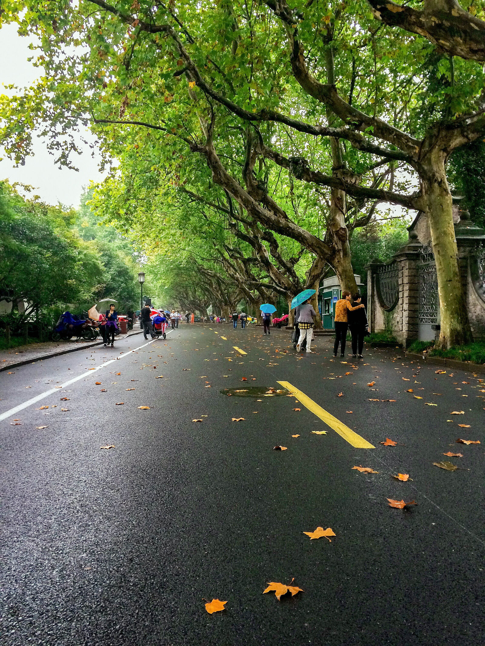 iPhone 5s back camera 4.15mm f/2.2 sample photo. After, the, rain, autumn photography