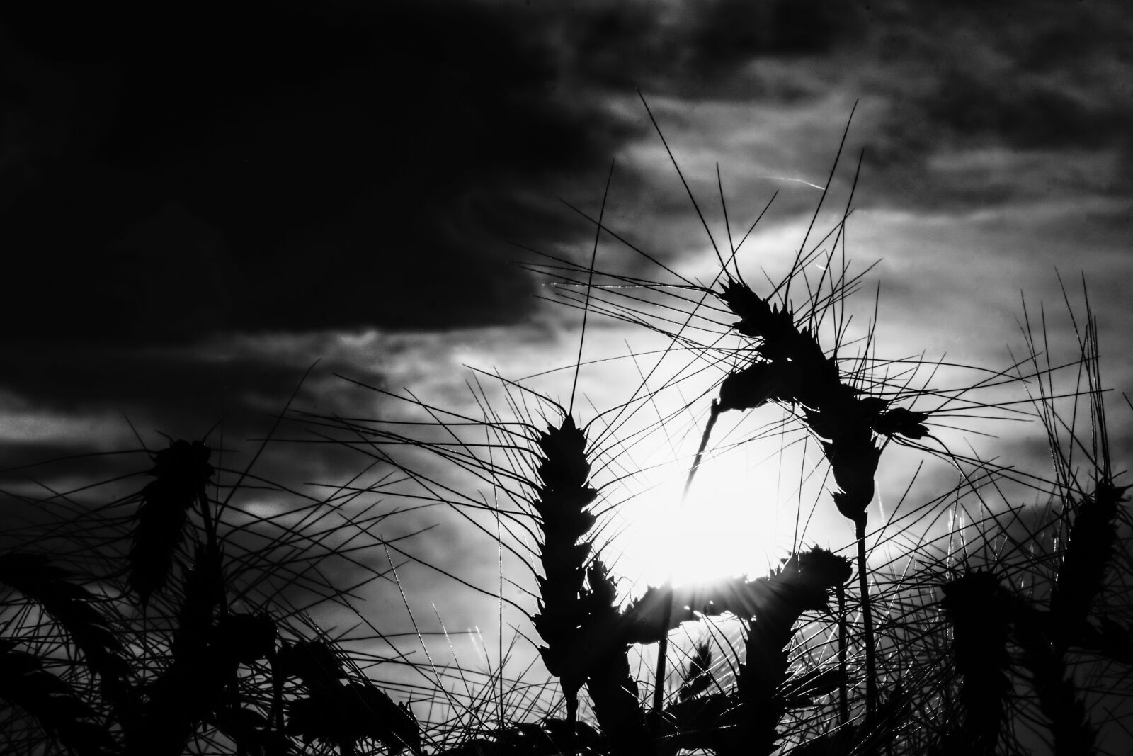 Sony a6000 sample photo. Grain, wheat, rye photography