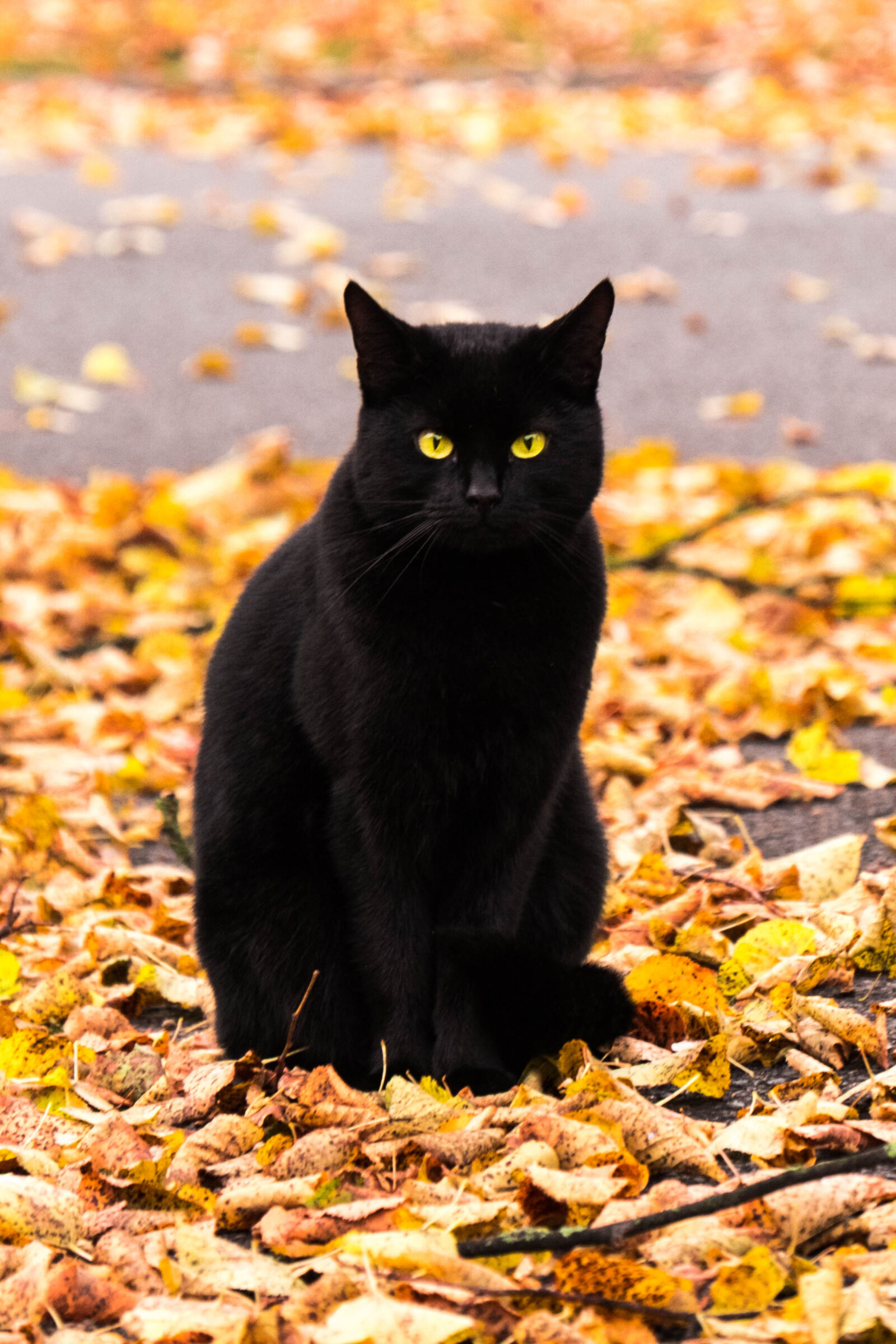 Fujifilm X-T1 sample photo. Autumn, black, broom, cat photography