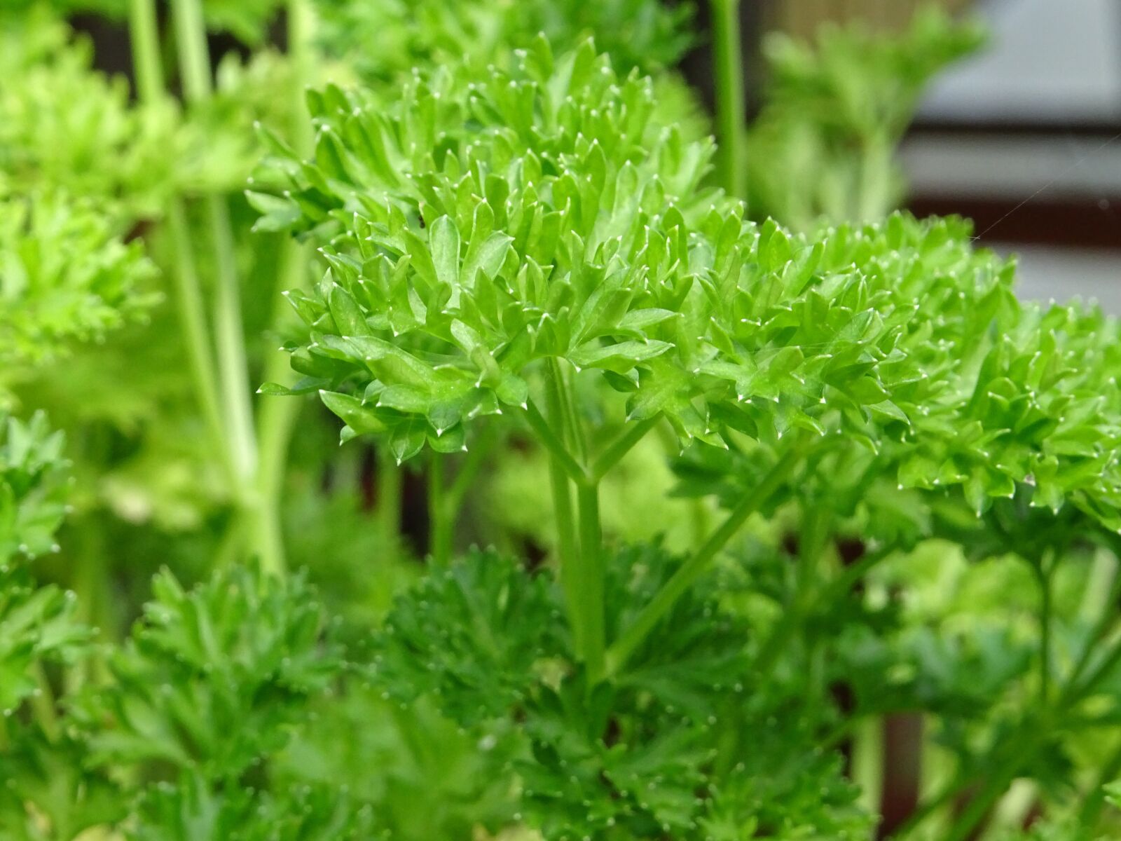 Sony DSC-HX60 sample photo. Herbs, summer, nature photography