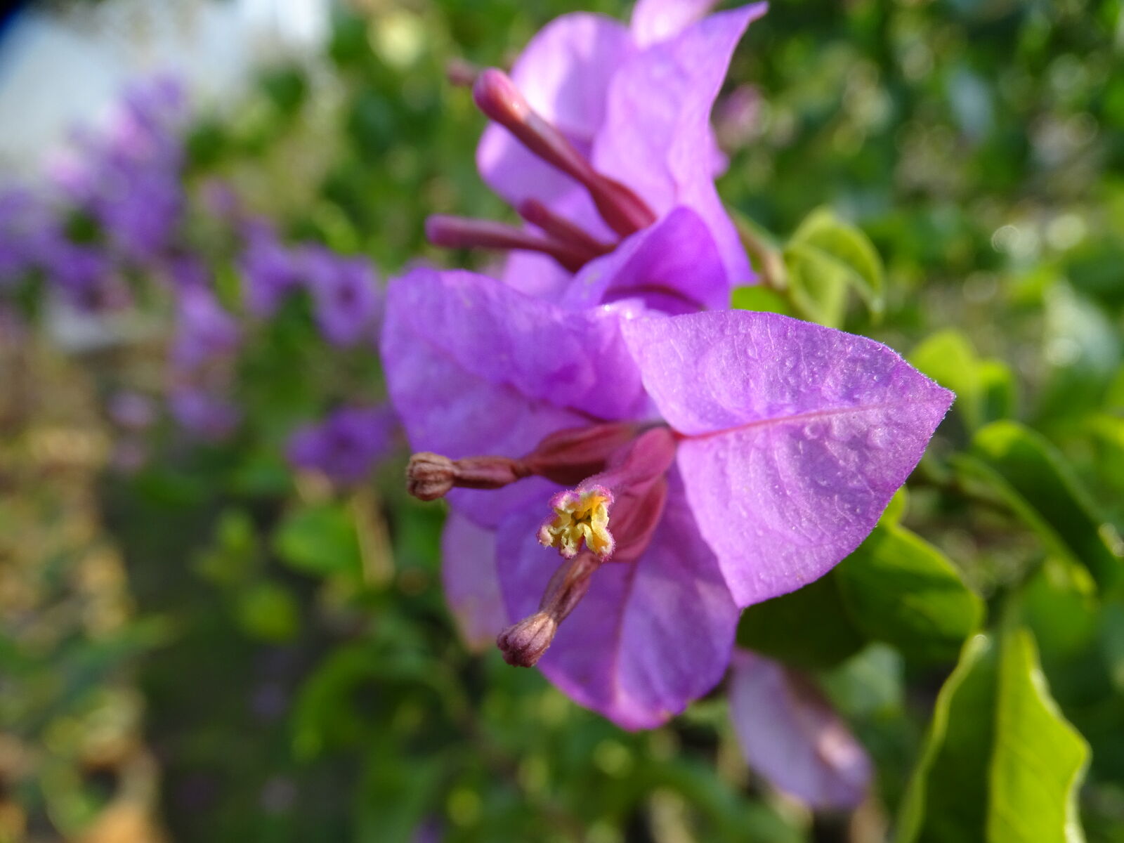 Sony Cyber-shot DSC-HX400V sample photo. Flower, macro, photography, natrul photography