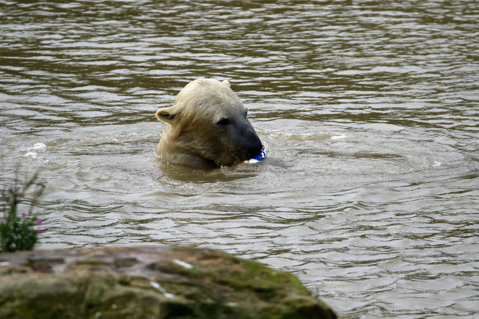 Canon EOS 7D Mark II sample photo. Polar bear, white, bear photography