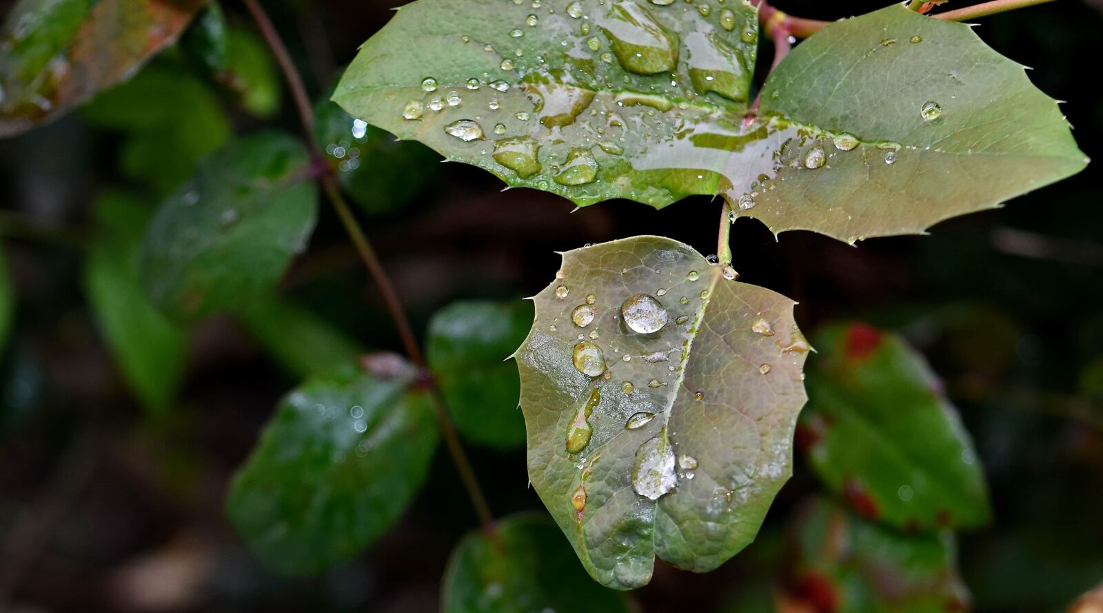 Nikon D5500 sample photo. Green leaves, dew, leaf photography