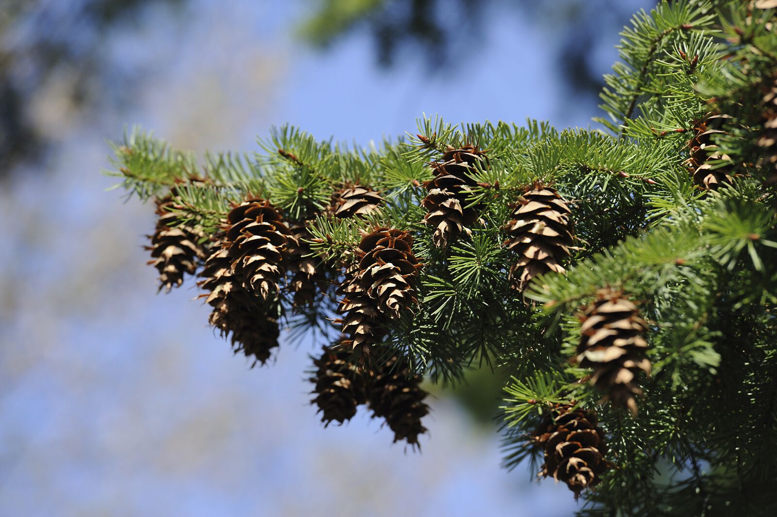 Nikon D700 sample photo. Spruce, tree, green photography