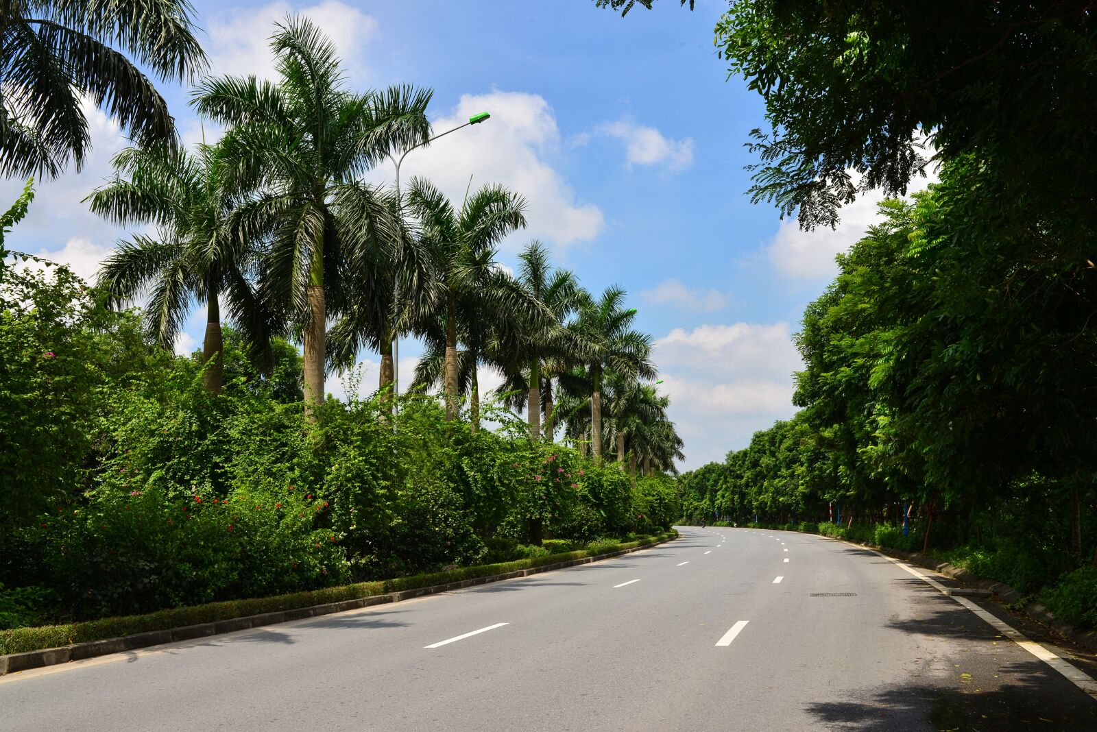 Nikon D610 sample photo. Road, ecopark, autumn photography