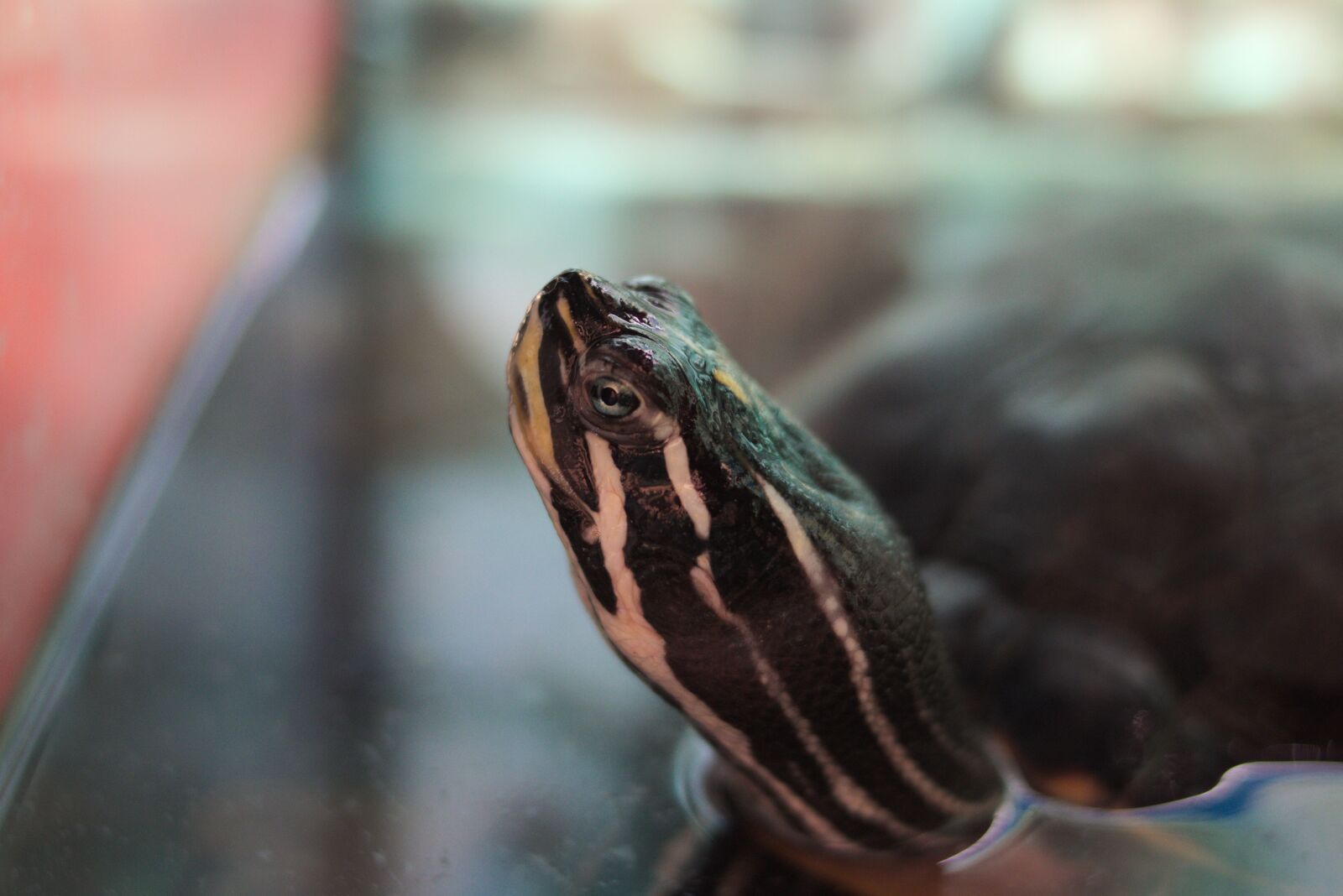 Canon EOS 750D (EOS Rebel T6i / EOS Kiss X8i) sample photo. Turtle, water turtle, reptile photography