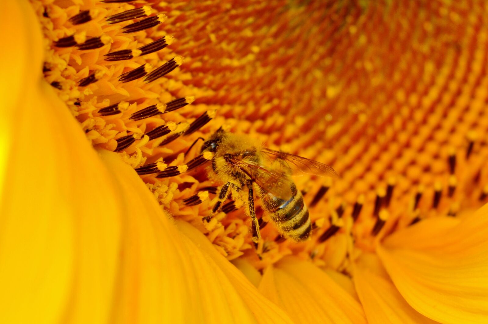 Nikon D3200 sample photo. Sunflower, flower, bees photography