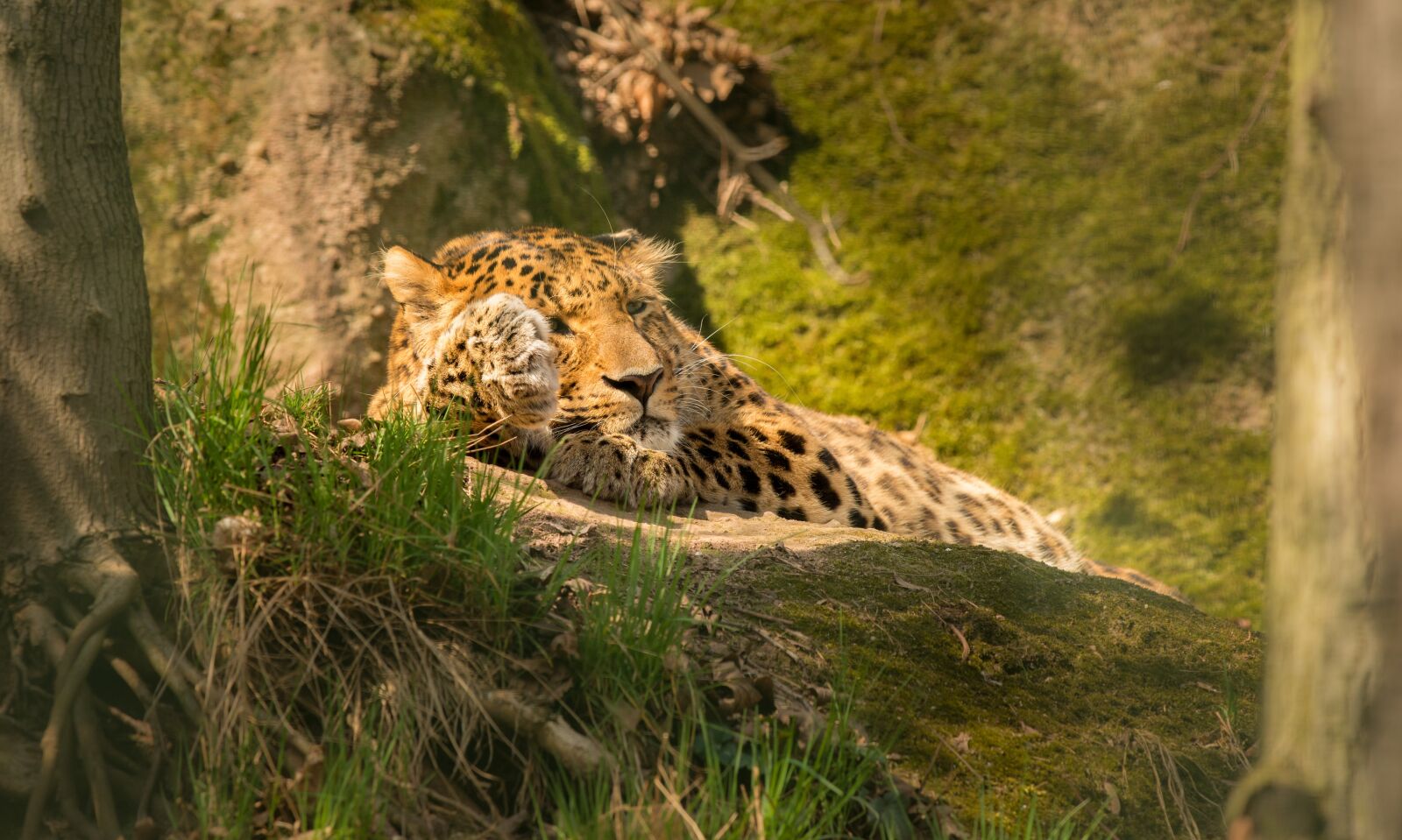 Nikon D800E sample photo. Leopard, cat, lying photography