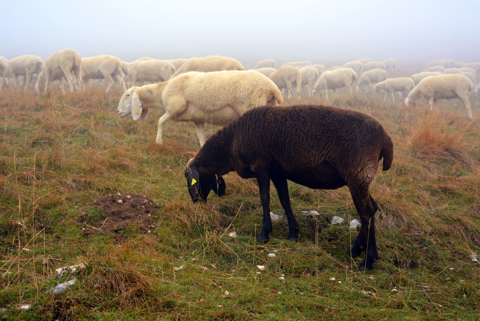 Nikon D7100 sample photo. Sheep, black, flock photography