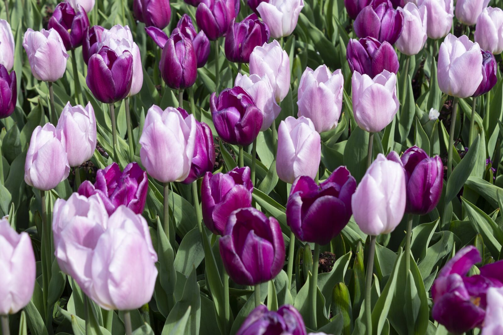 Canon EOS 1100D (EOS Rebel T3 / EOS Kiss X50) sample photo. Tulips, spring, flowers photography