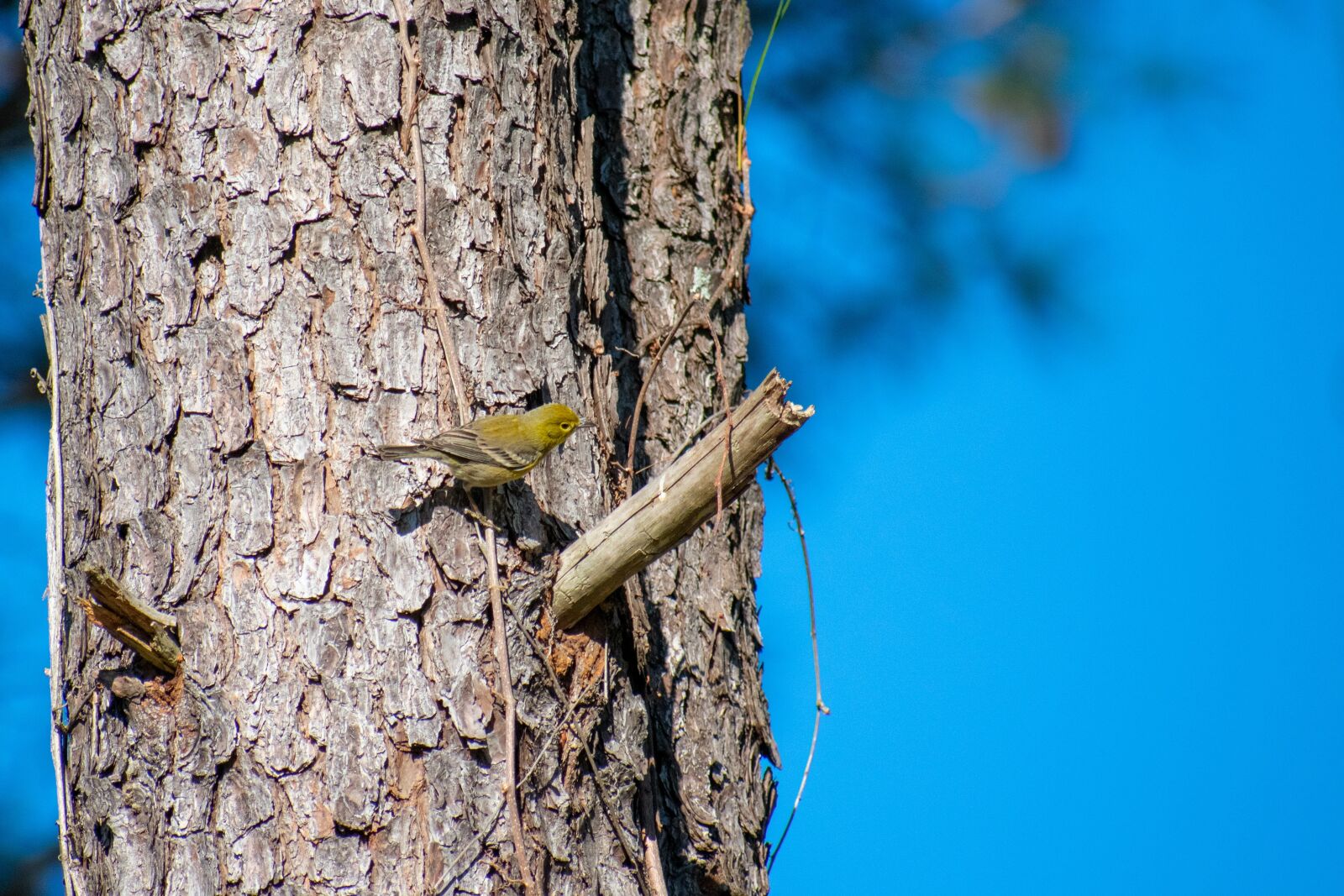 Nikon D3400 sample photo. Bird, nature, avian photography