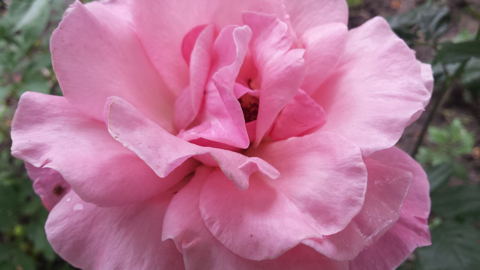 Samsung Galaxy S4 sample photo. Rose, flower, pink rose photography