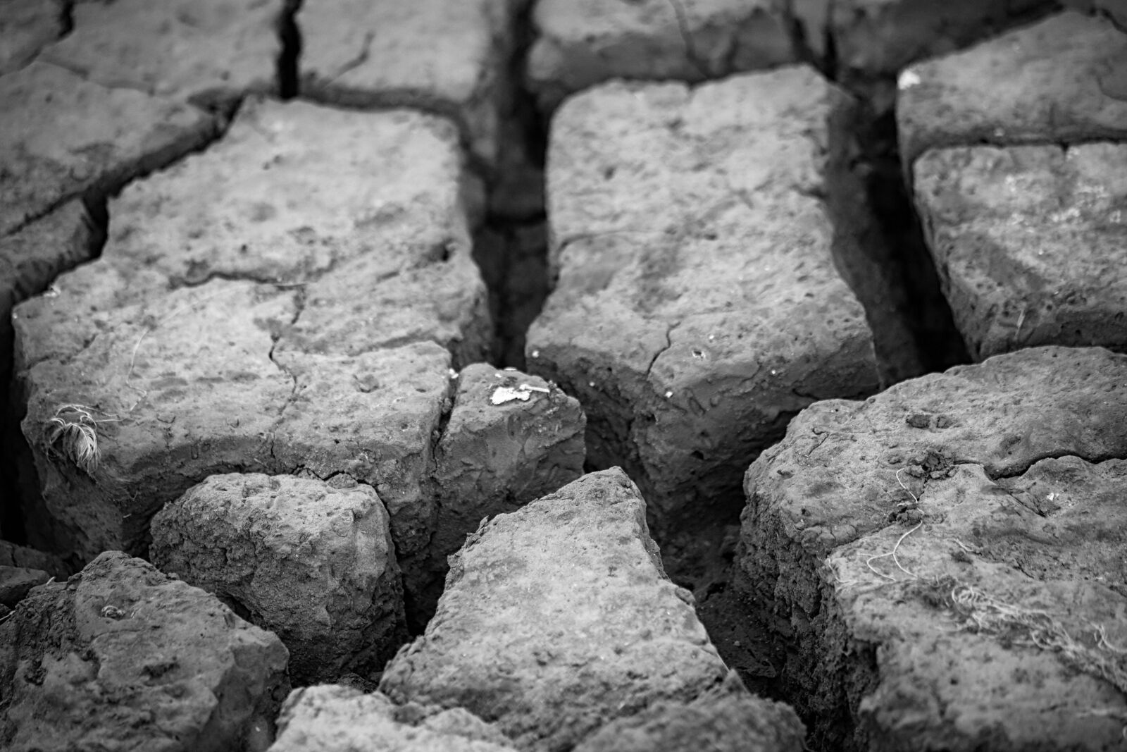 Canon EF 70-300mm F4-5.6 IS USM sample photo. Earth, dry, field photography
