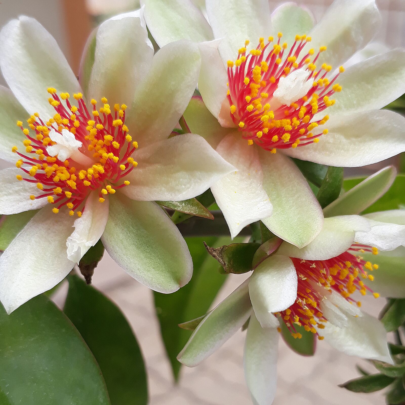 Samsung Galaxy J5 Prime sample photo. Flower, white, flowers photography