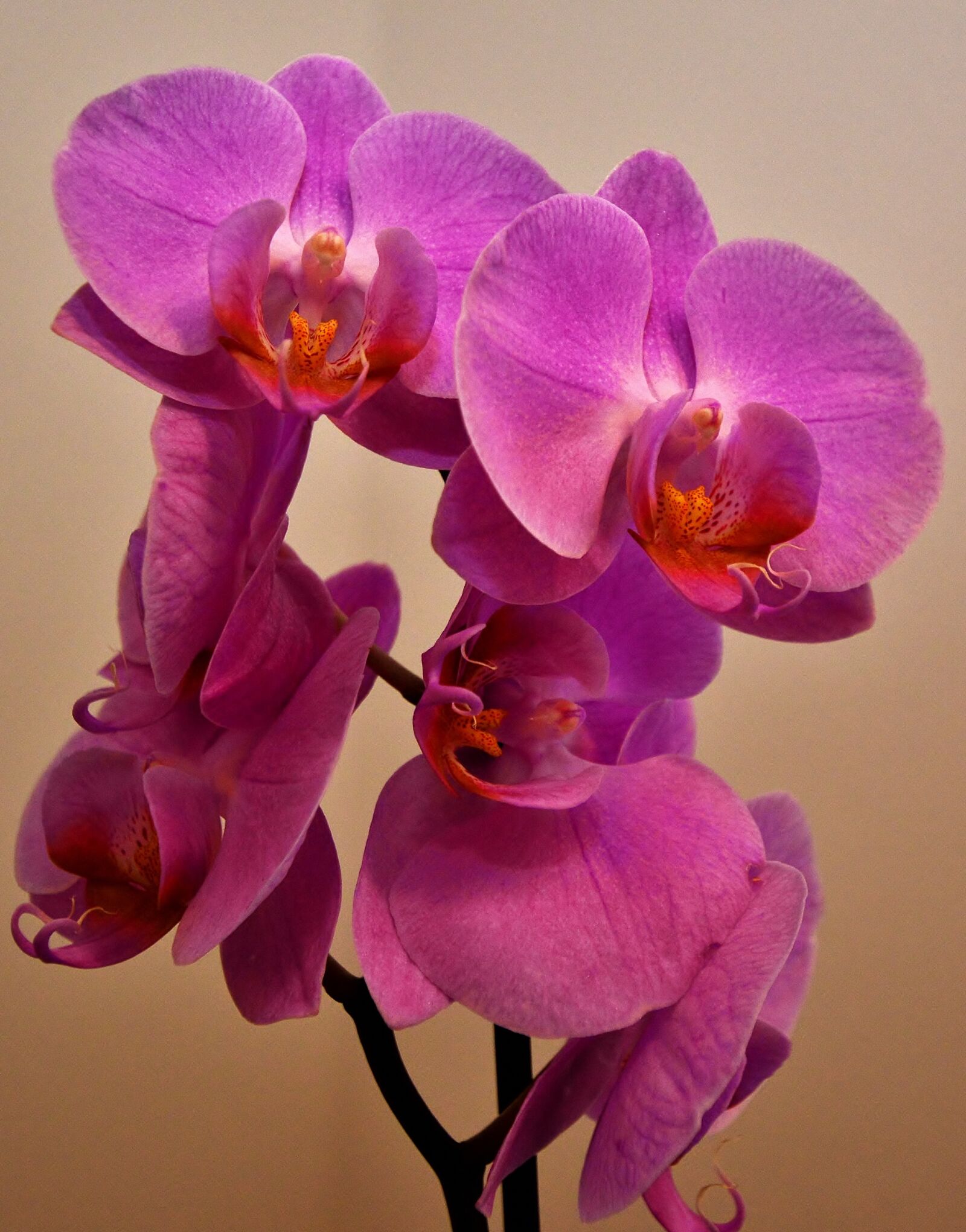 Nikon D5200 sample photo. Orchid, flower panicle, phalaenopsis photography