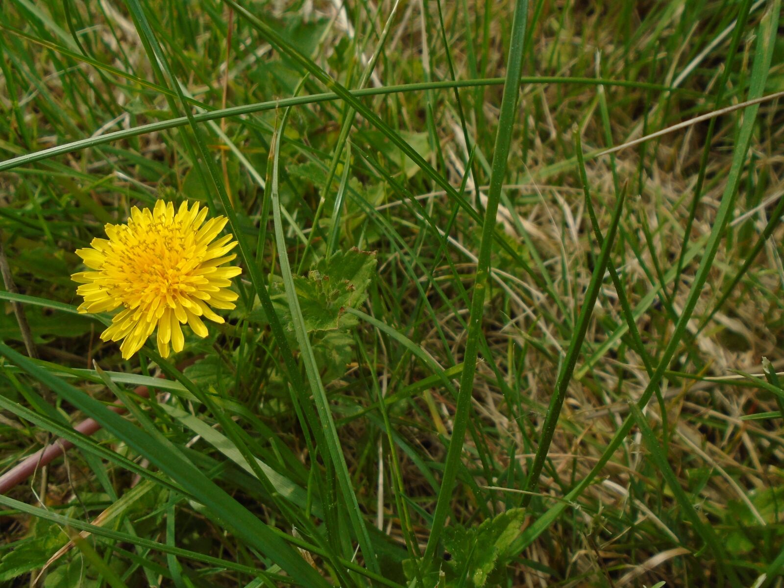 Sony Cyber-shot DSC-W800 sample photo. Dandelion, grass, outdoor photography