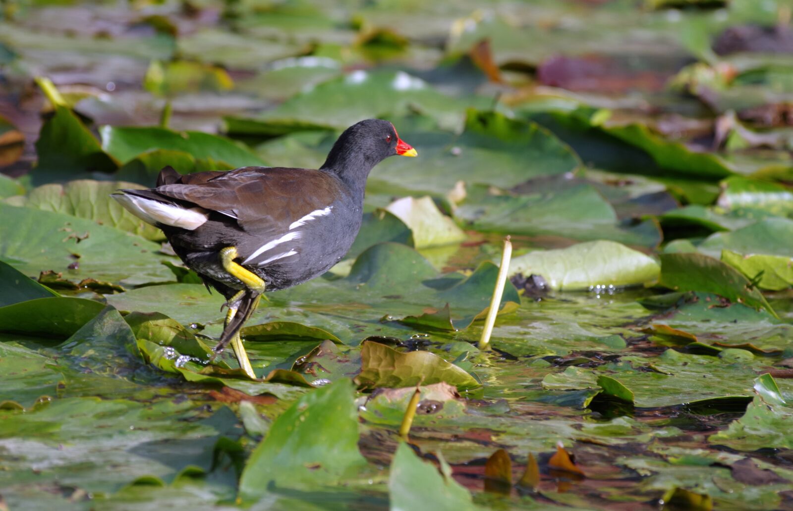 Pentax K-30 sample photo. Ralle, water bird, pond photography