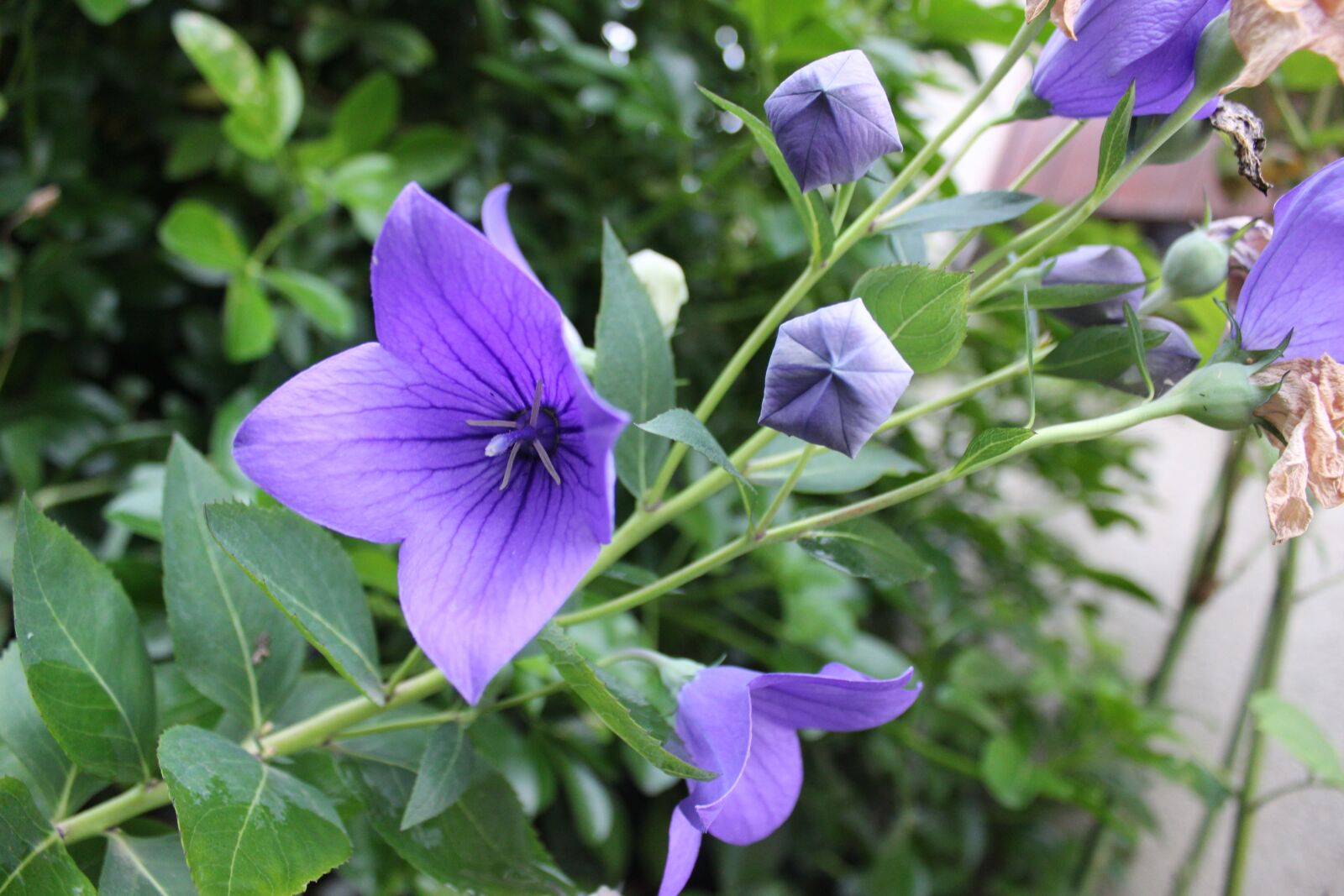 Canon EOS 600D (Rebel EOS T3i / EOS Kiss X5) sample photo. Flower, violet, spring photography