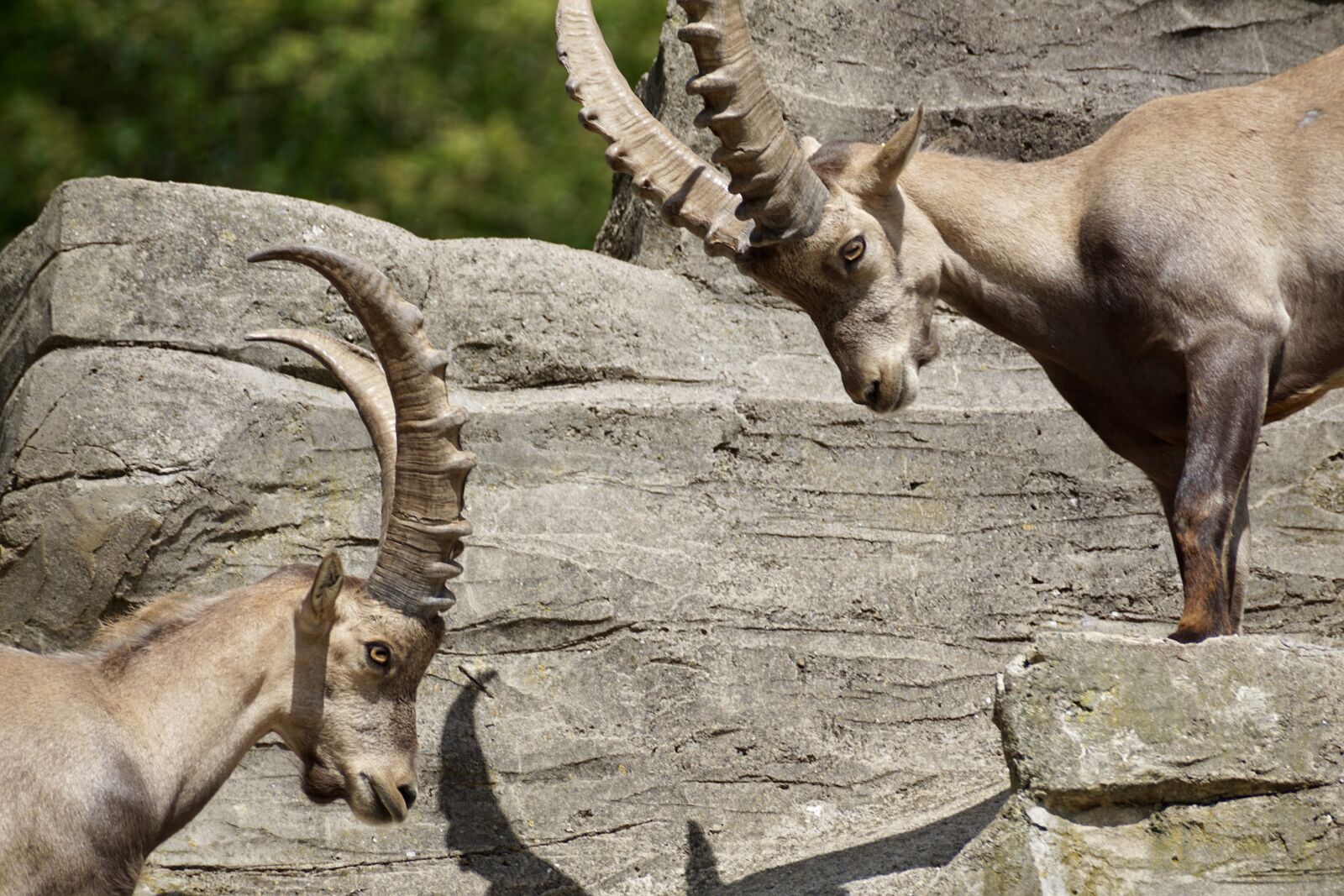 Sony DT 55-300mm F4.5-5.6 SAM sample photo. Ibex, male, horned photography