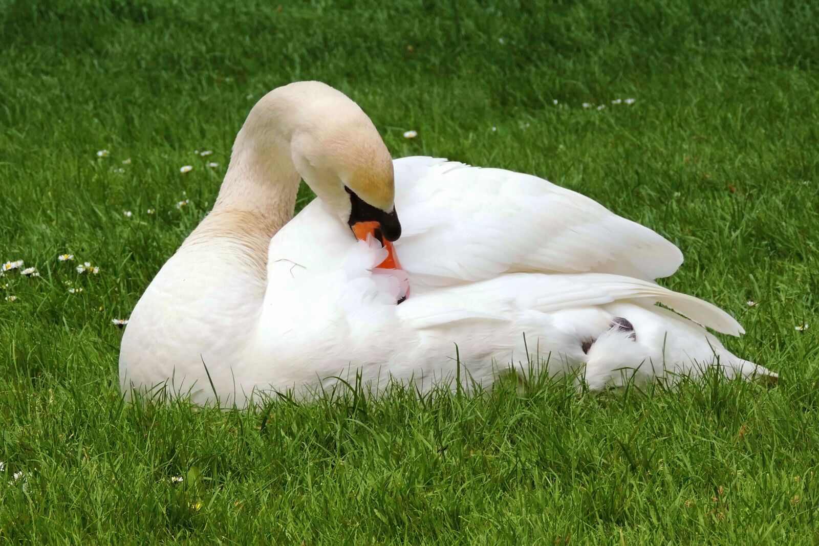 Nikon Coolpix P520 sample photo. Swan, mute swan, white photography
