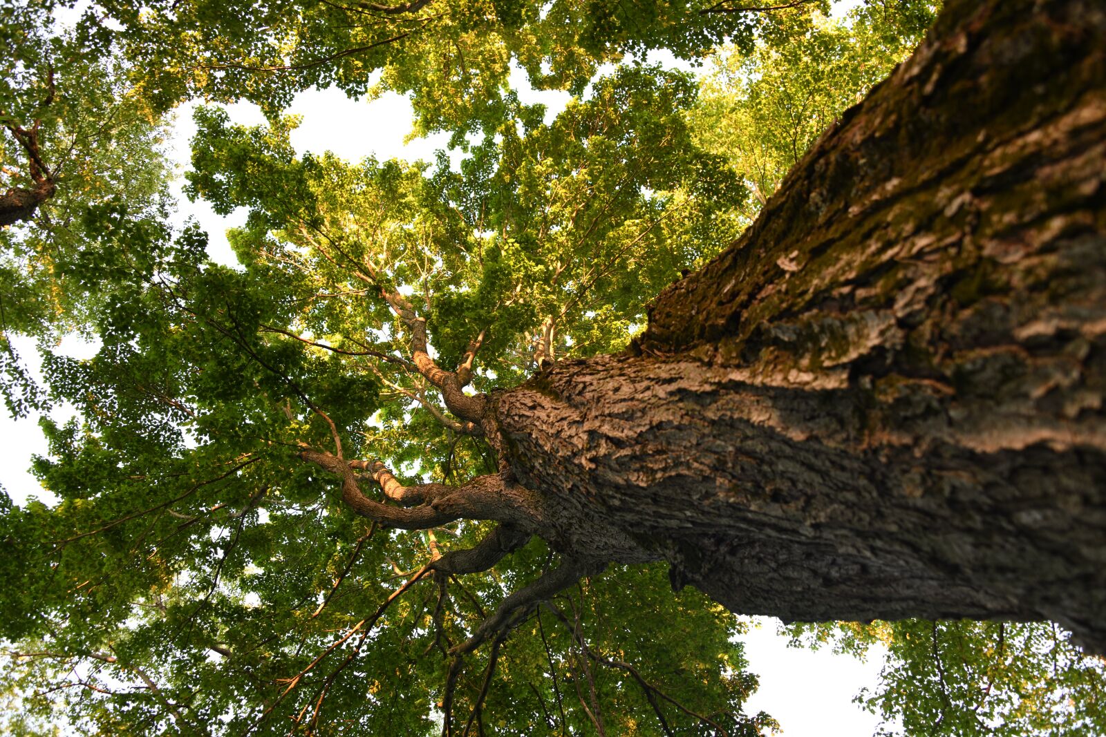 Nikon D850 sample photo. Tree, sunshine, forest photography