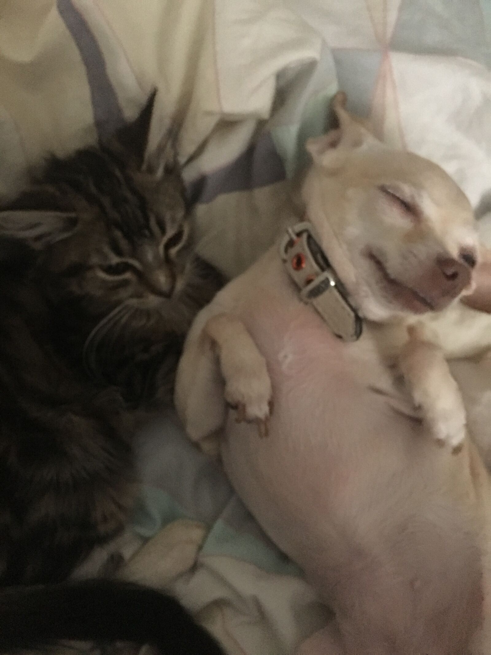 iPhone 6s Plus back camera 4.15mm f/2.2 sample photo. Pets, kitten, dog photography