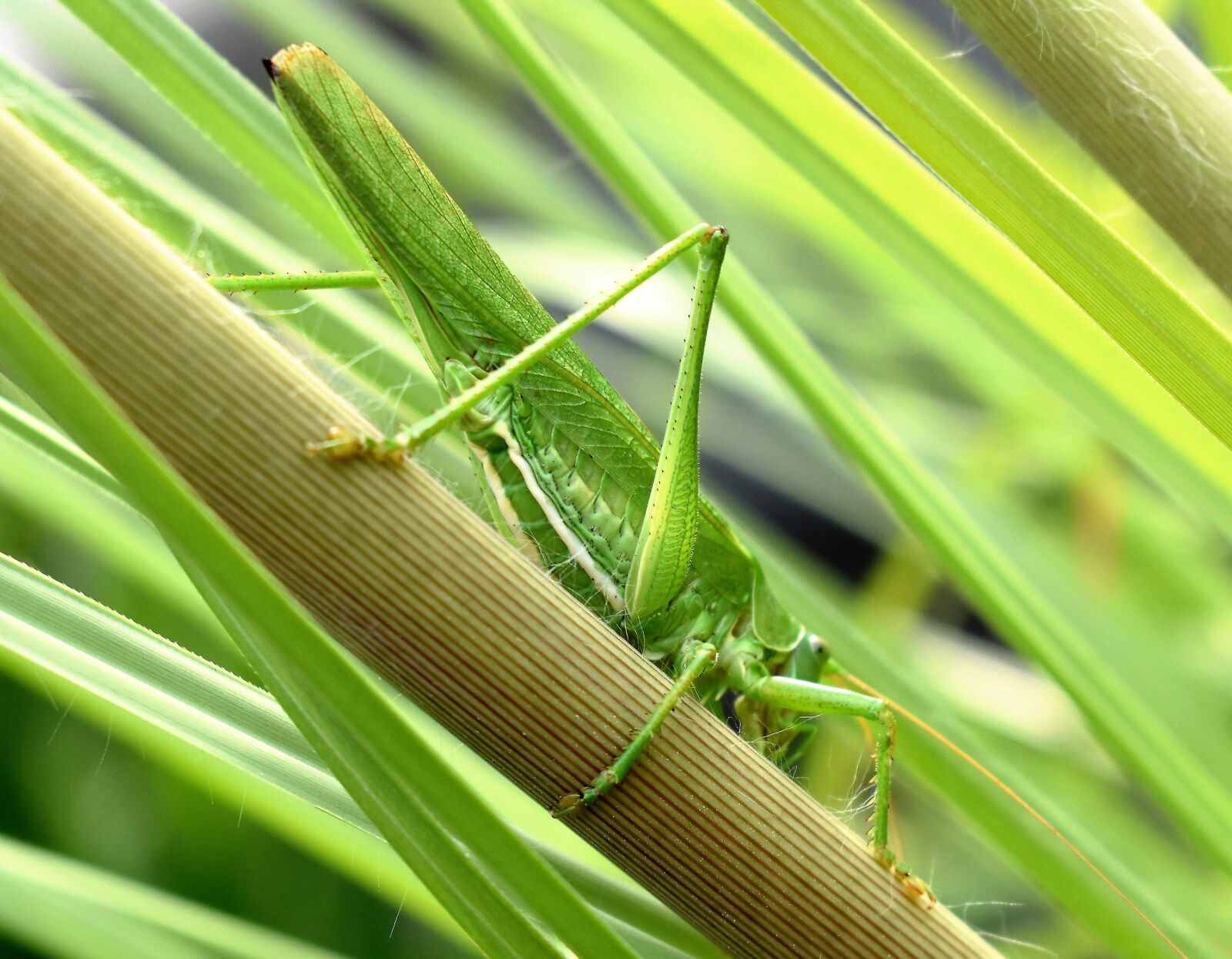 Nikon D5500 sample photo. Grasshopper, animal, insect photography