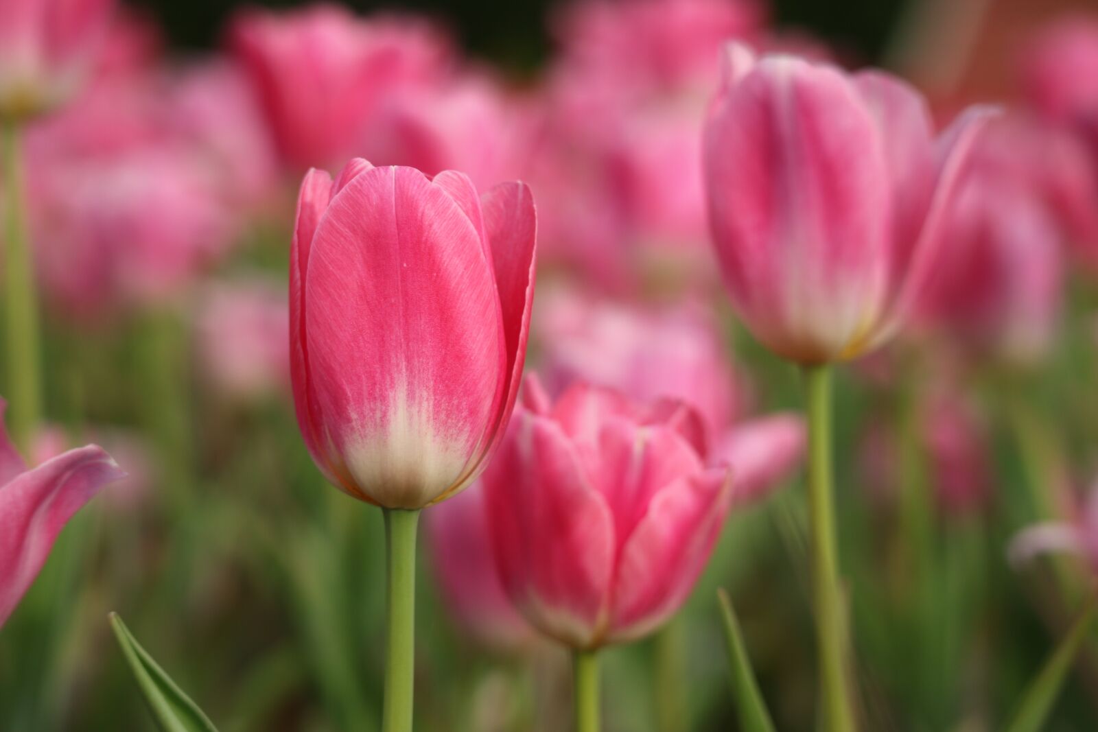 Canon EOS M3 sample photo. Plant, blossom, nature photography