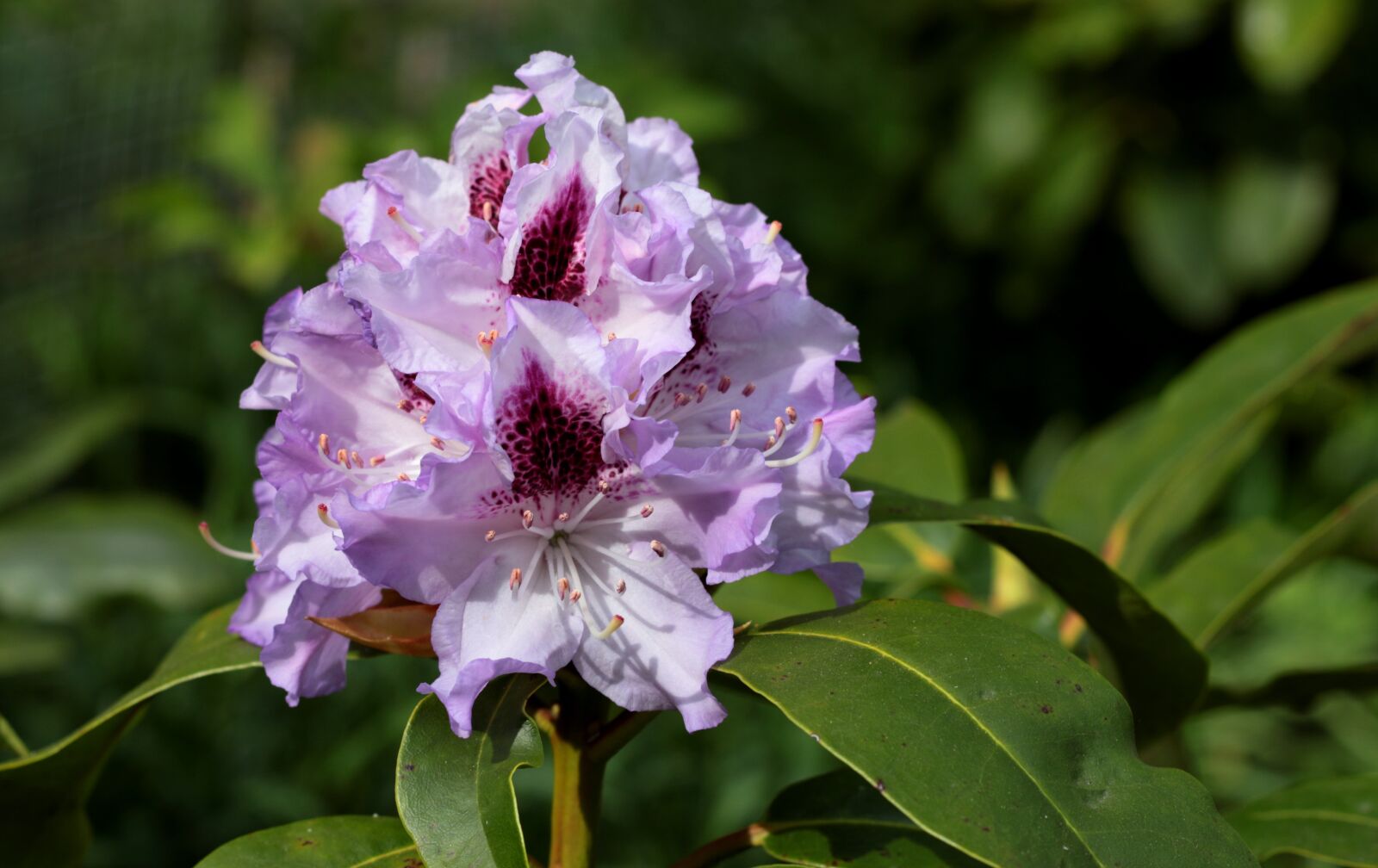 Canon EOS 7D Mark II + Canon EF 50mm F1.8 STM sample photo. Rhododendron, purple, speckled photography