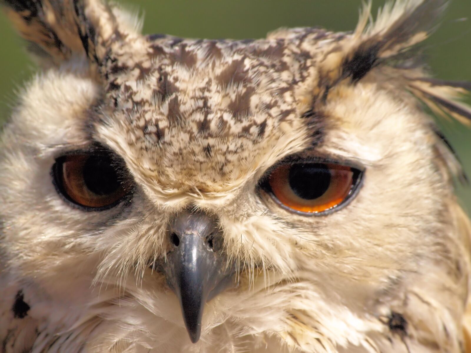 Olympus E-510 (EVOLT E-510) sample photo. Owl, portrait, bird photography