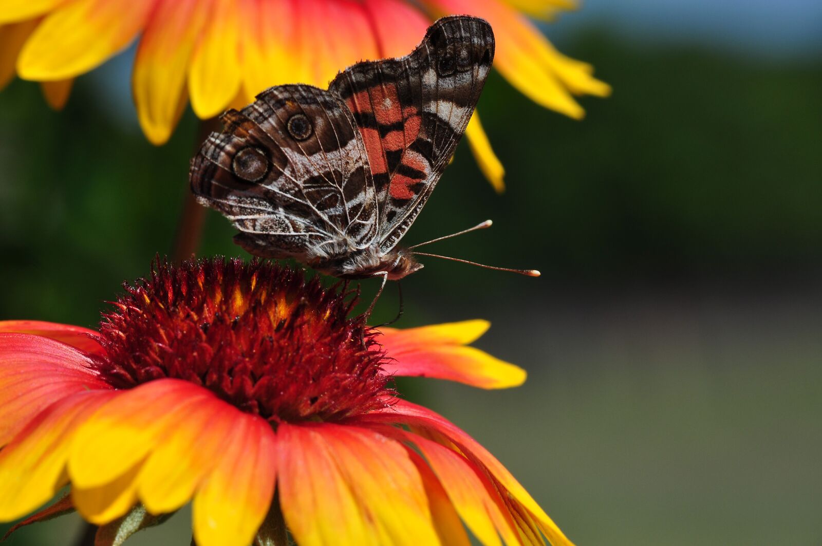Nikon D5000 sample photo. Butterfly, blanket flowers, flowers photography