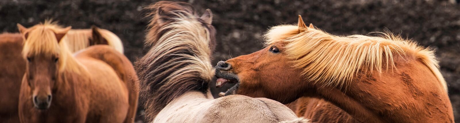 Nikon D810 sample photo. Iceland, horses, rough photography