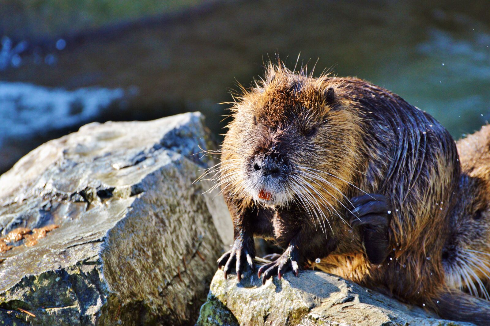 Nikon D3200 sample photo. Nutria, rodent, water rat photography