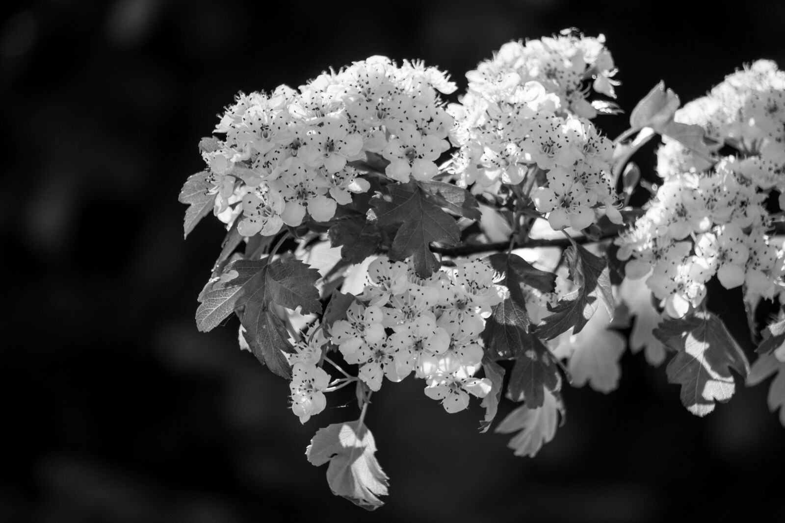 Sony a6000 sample photo. Flowers, black and white photography