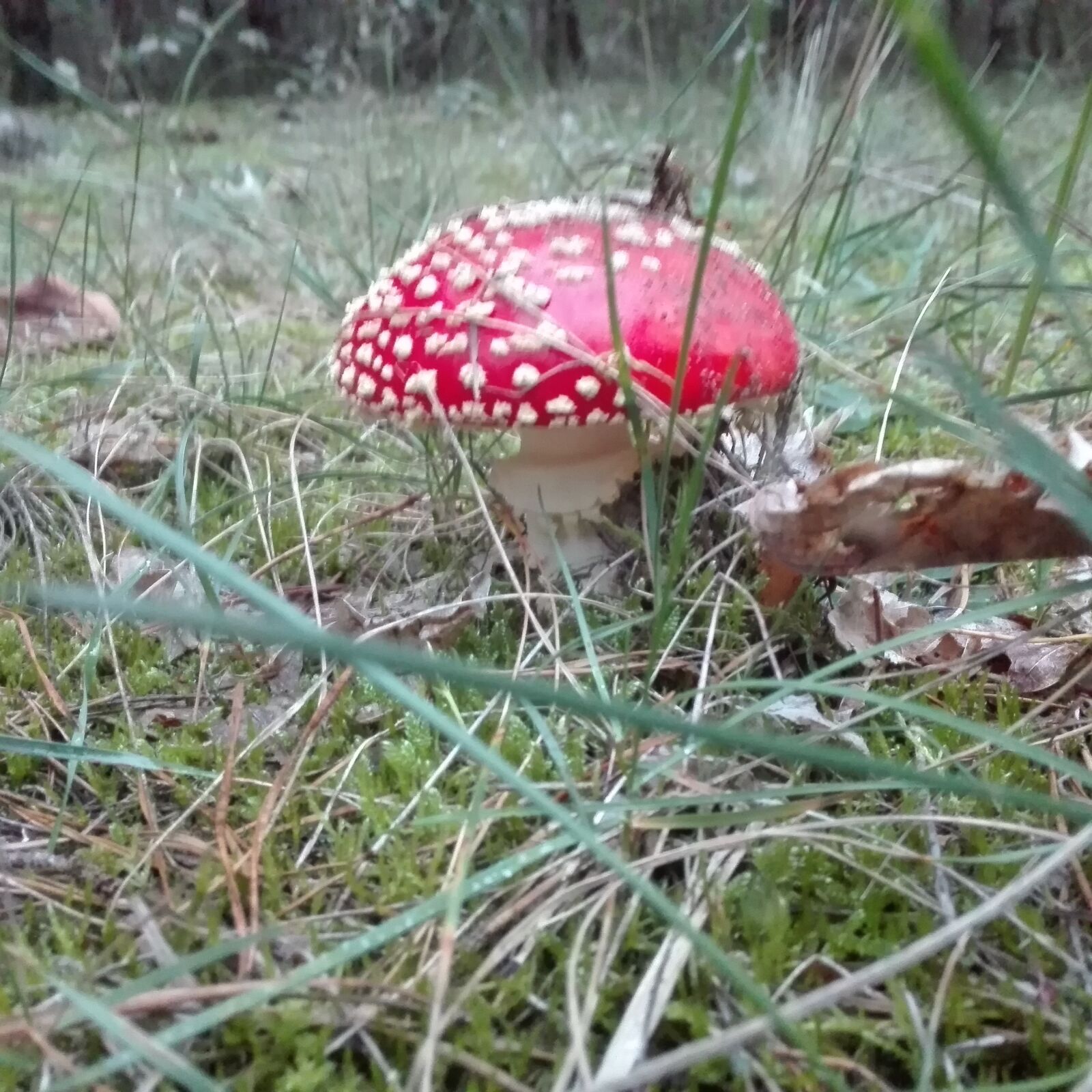 HUAWEI ALE-L21 sample photo. Fly agaric, mushroom, autumn photography