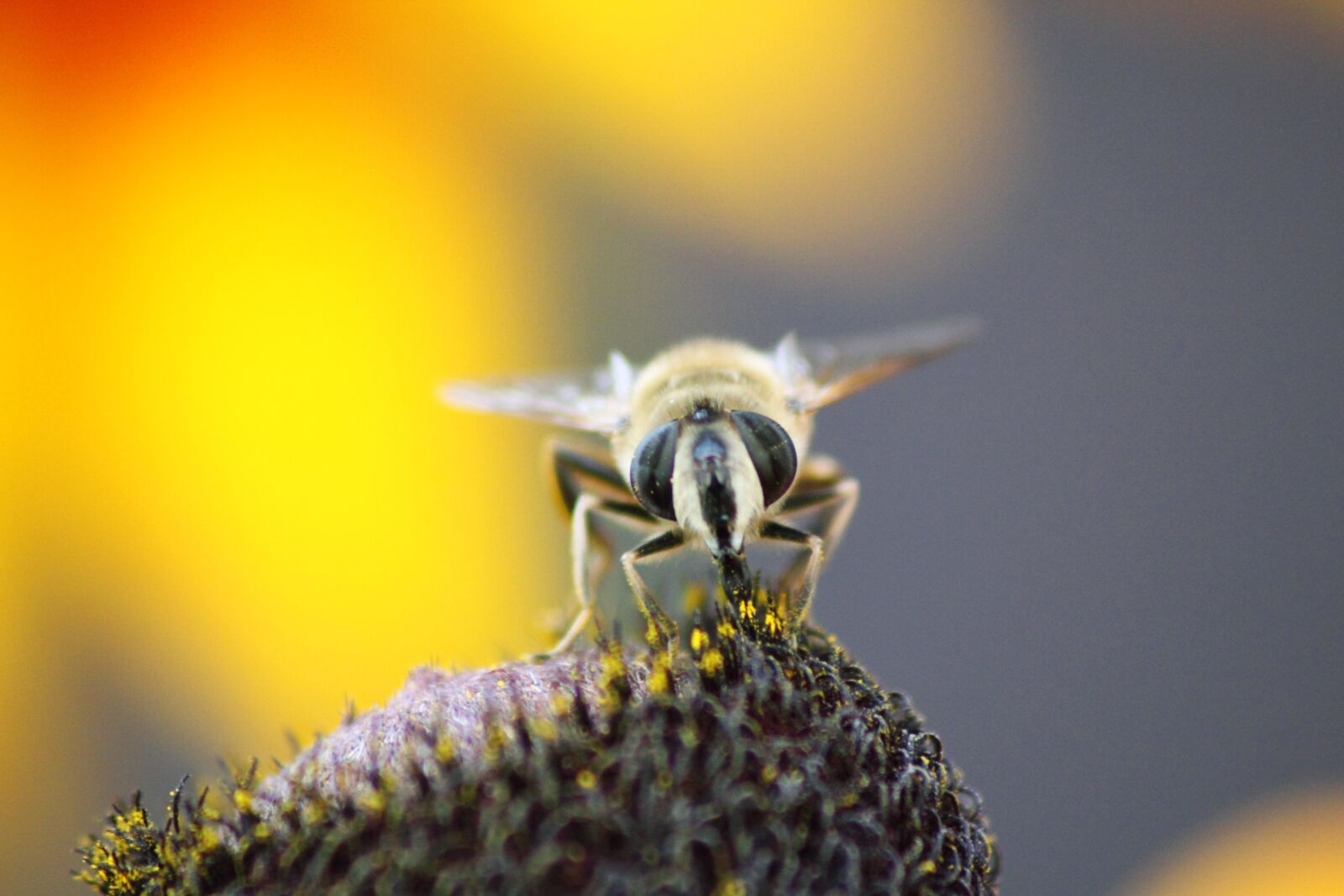 Canon EOS 500D (EOS Rebel T1i / EOS Kiss X3) sample photo. Bee, nature, insect photography